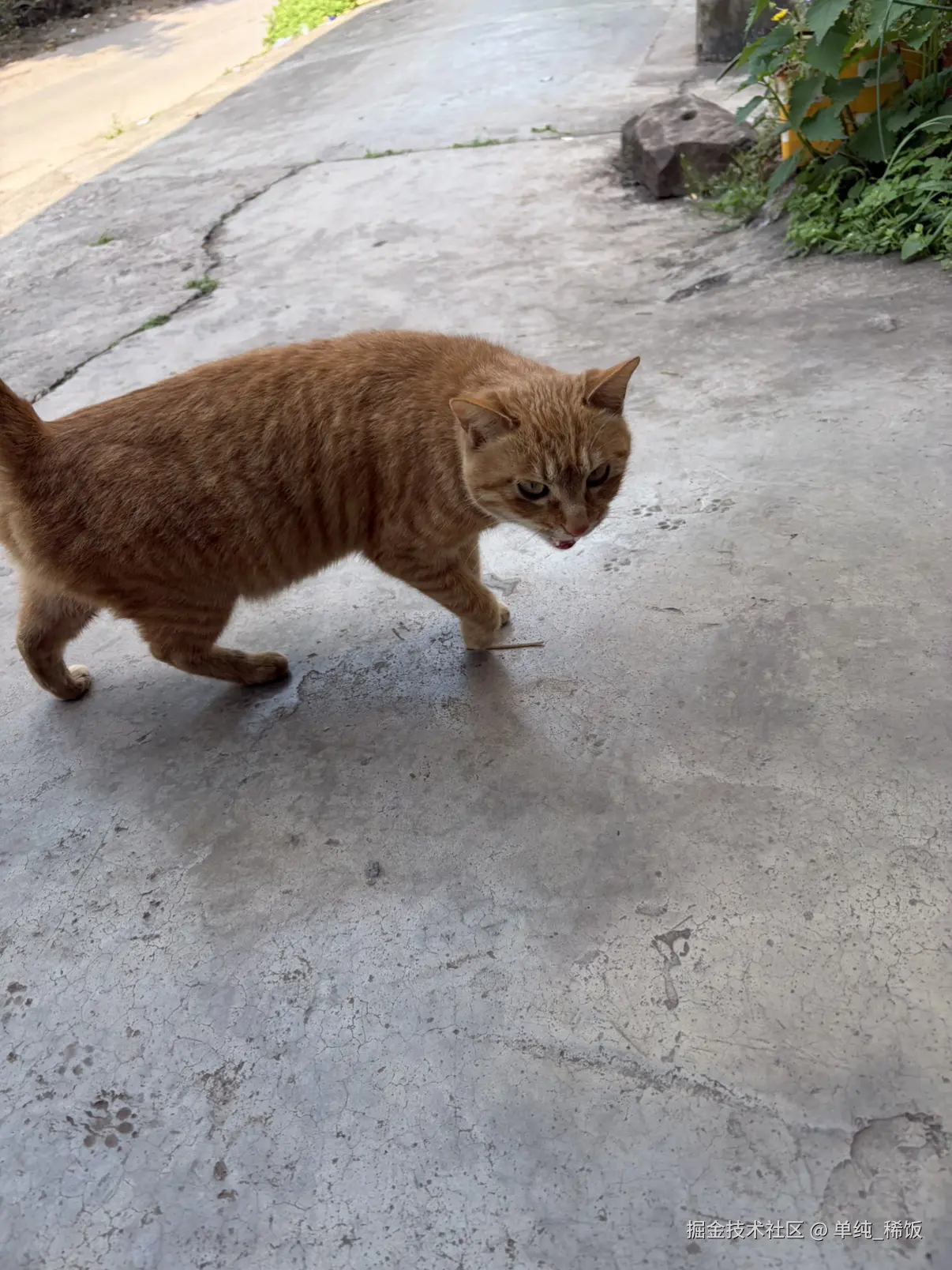 单纯_稀饭于2026-02-26 12:00发布的图片