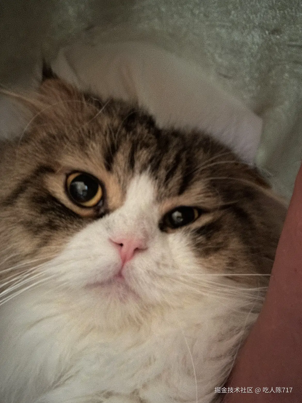 吃人陈717于2025-11-27 14:10发布的图片