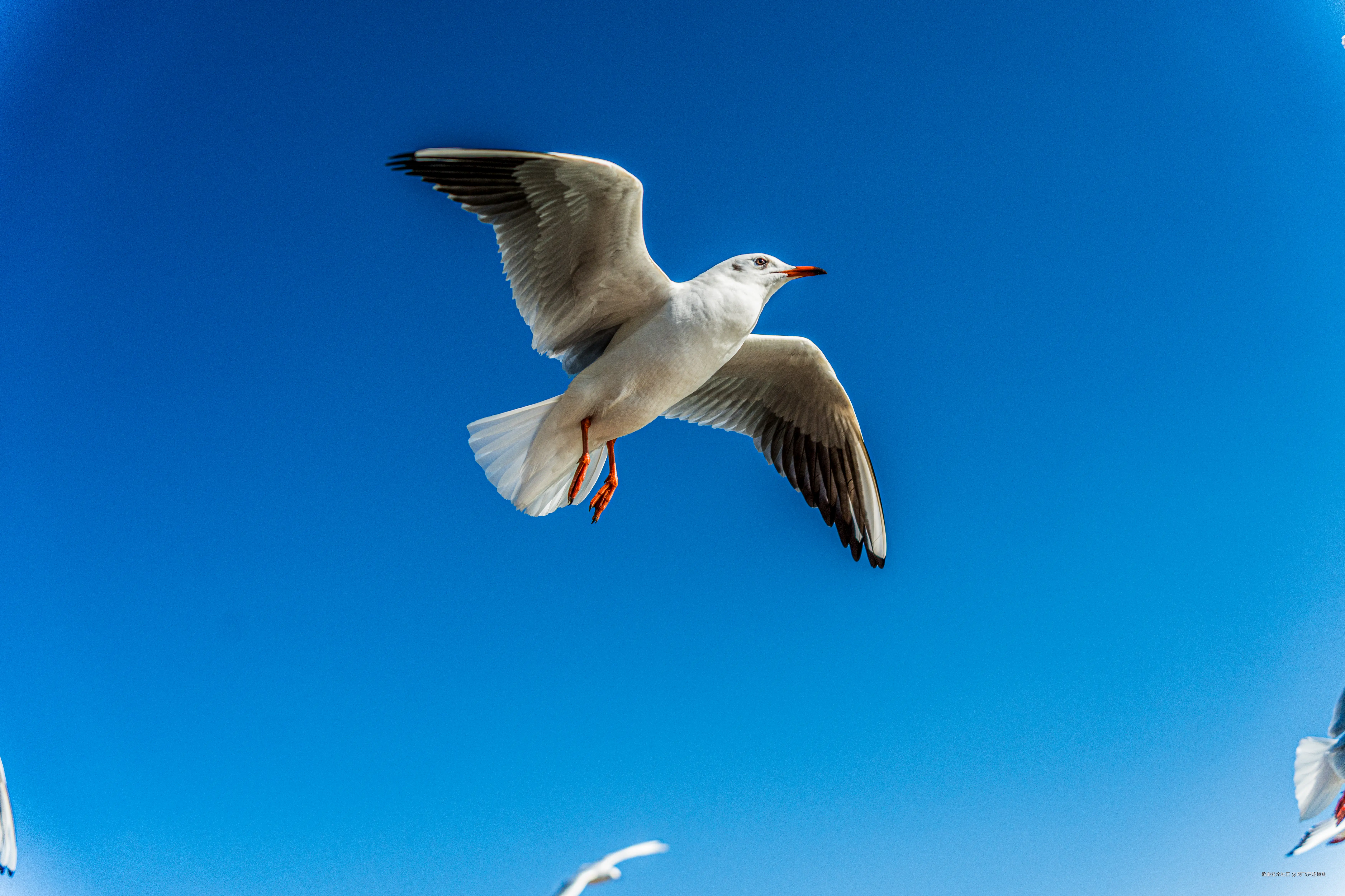 阿飞只想摸鱼于2026-02-11 14:37发布的图片