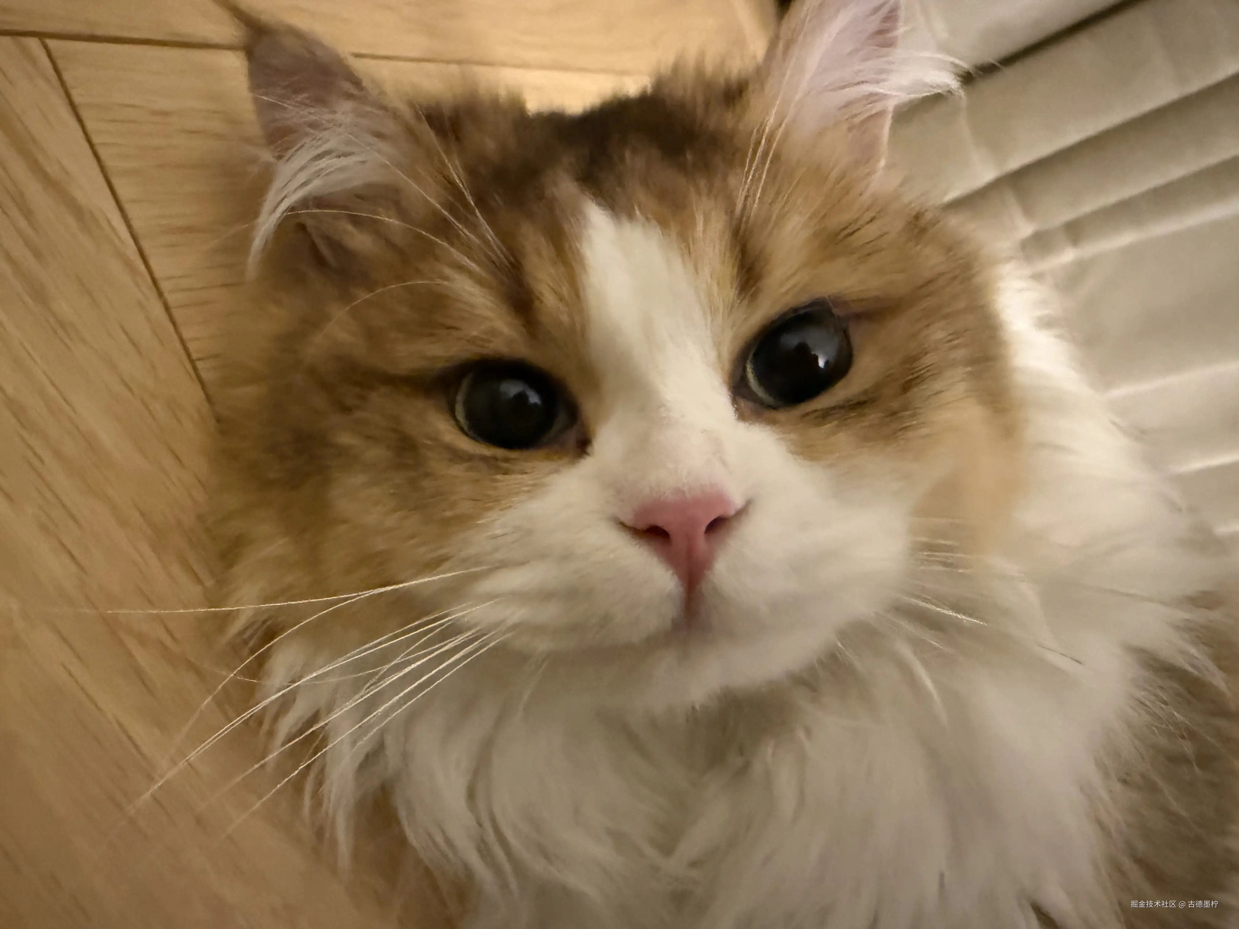 古德墨柠于2025-05-09 14:13发布的图片