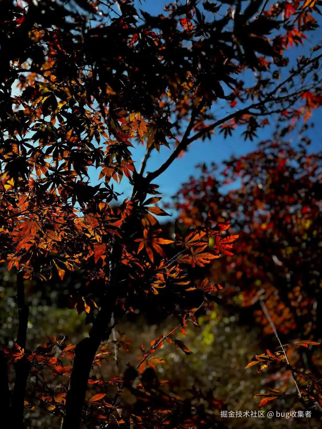 bug收集者于2025-11-17 13:02发布的图片