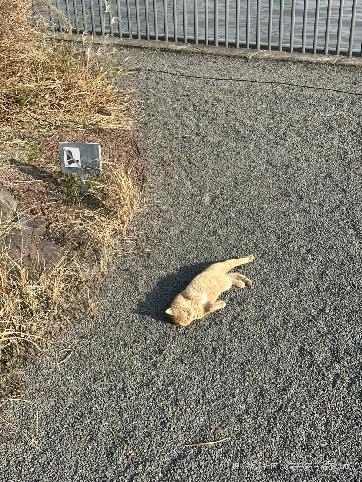 蒜鸟蒜鸟都不泳衣于2025-12-08 09:55发布的图片