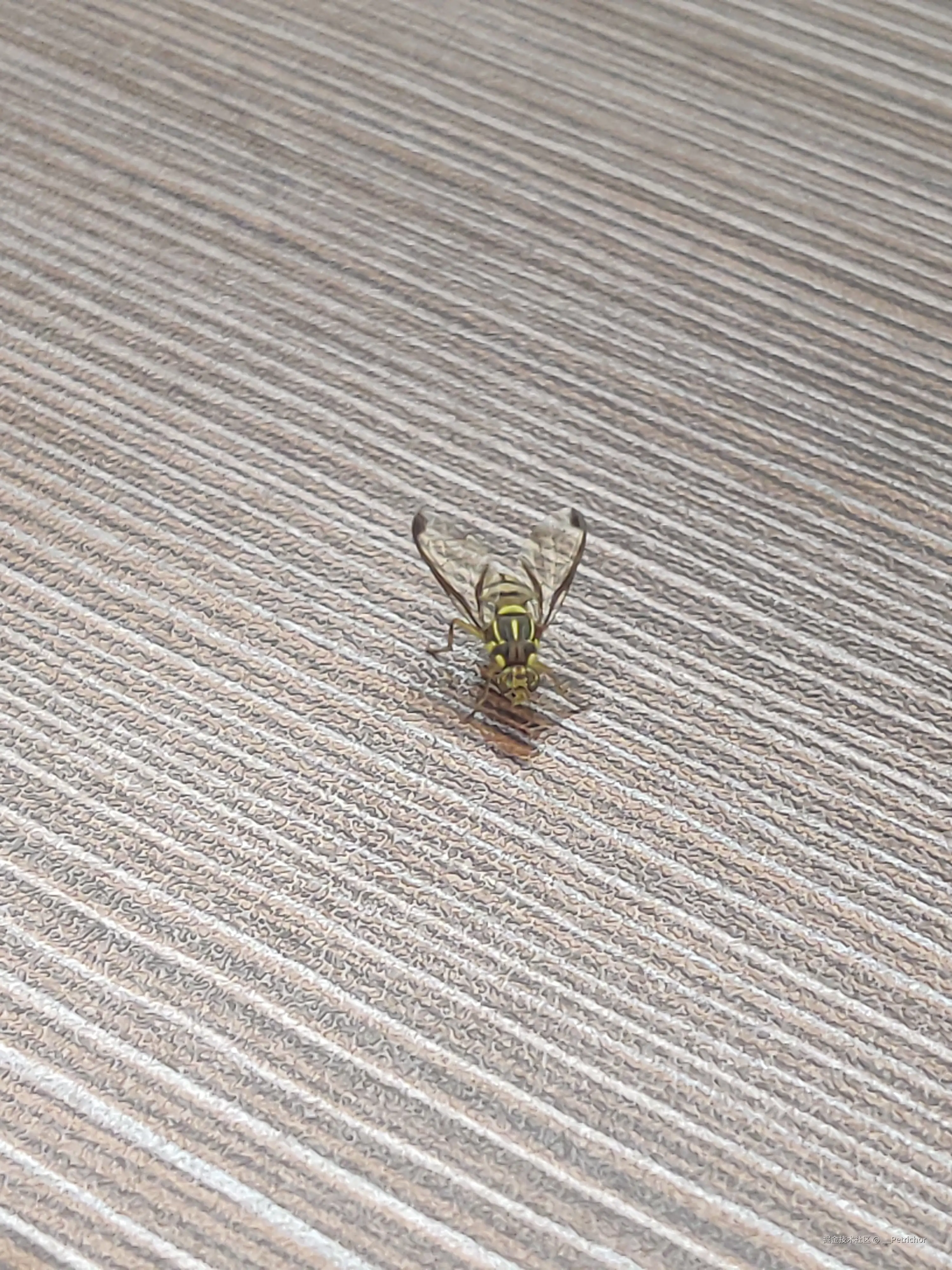 __Petrichor于2024-11-20 16:18发布的图片