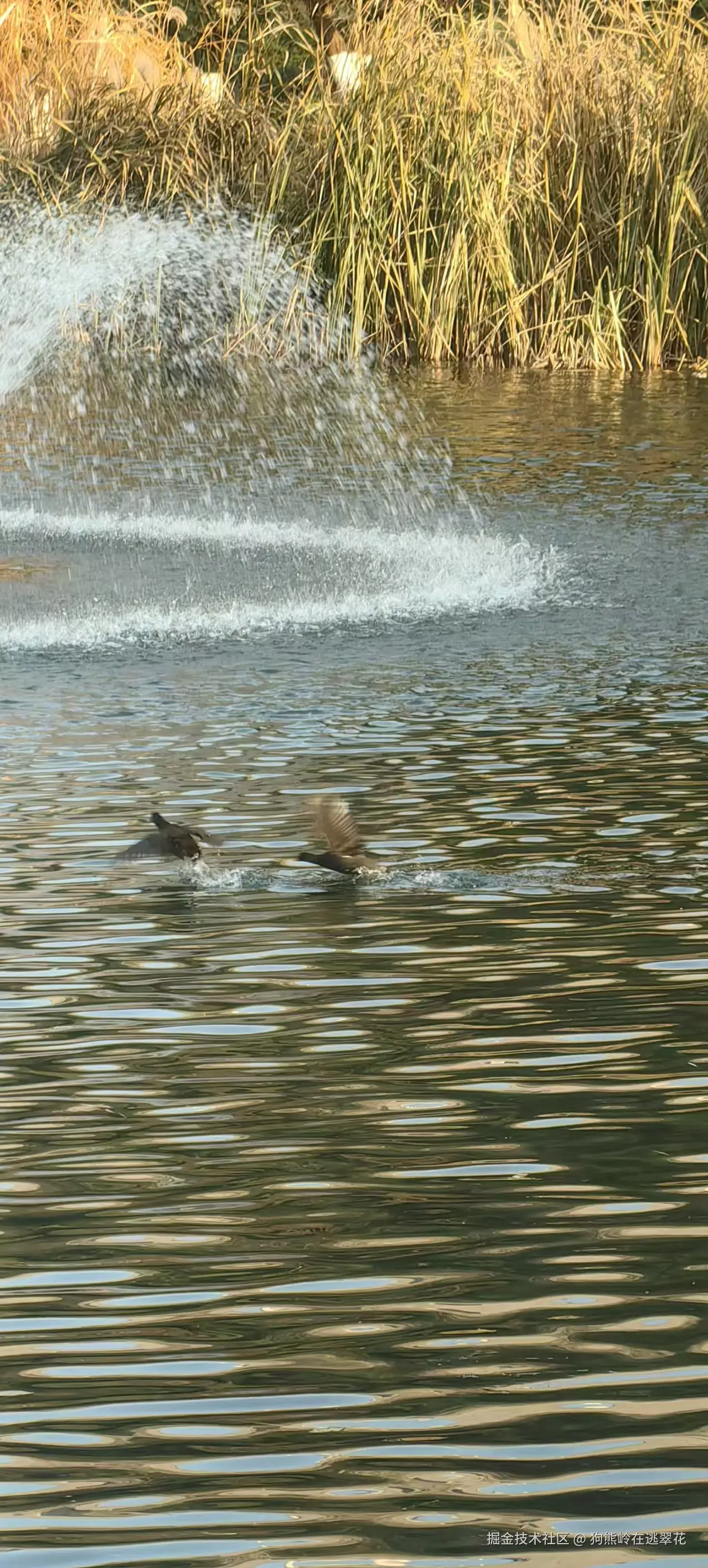 狗熊岭在逃翠花于2025-12-09 14:16发布的图片