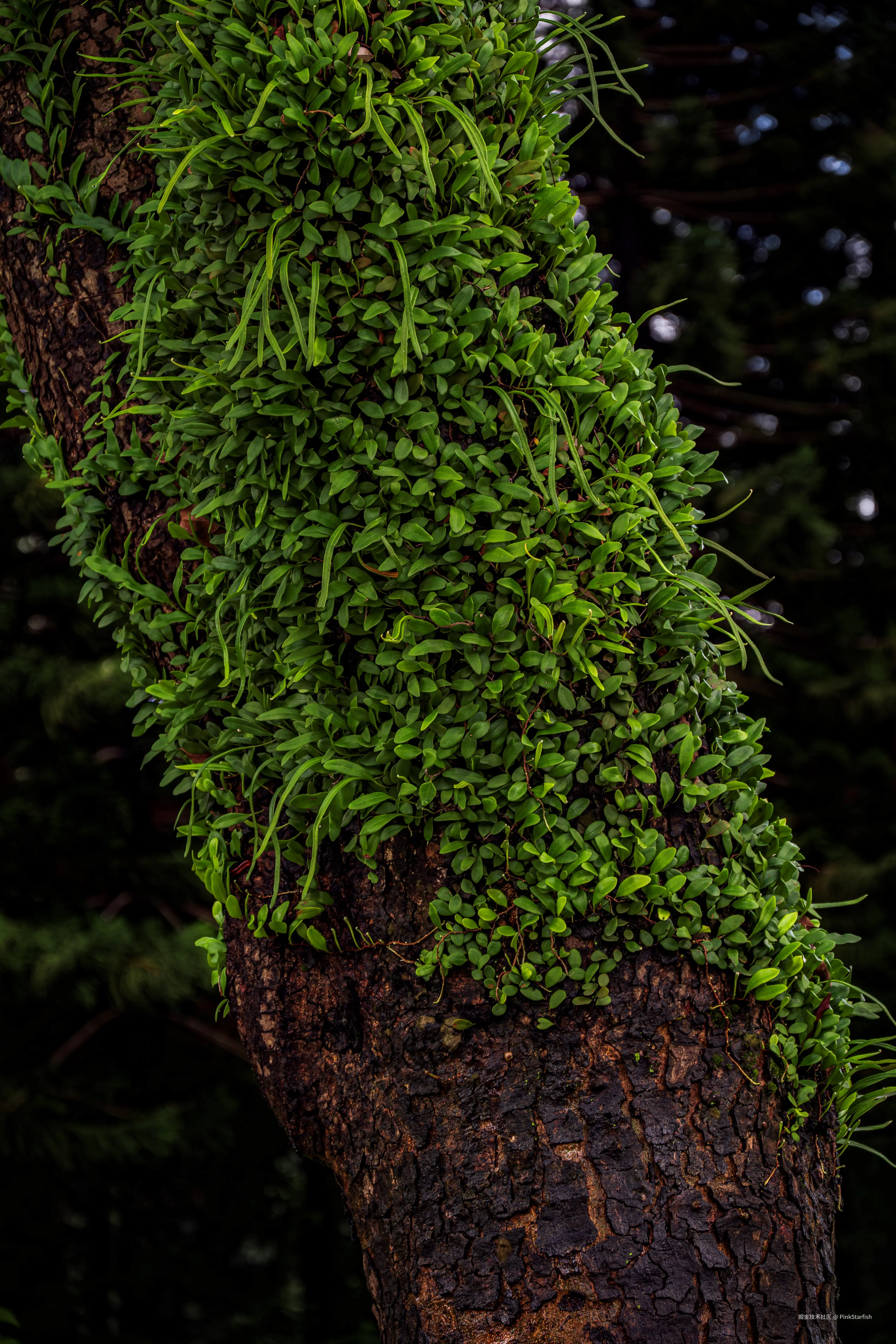 PinkStarfish于2025-07-02 11:30发布的图片