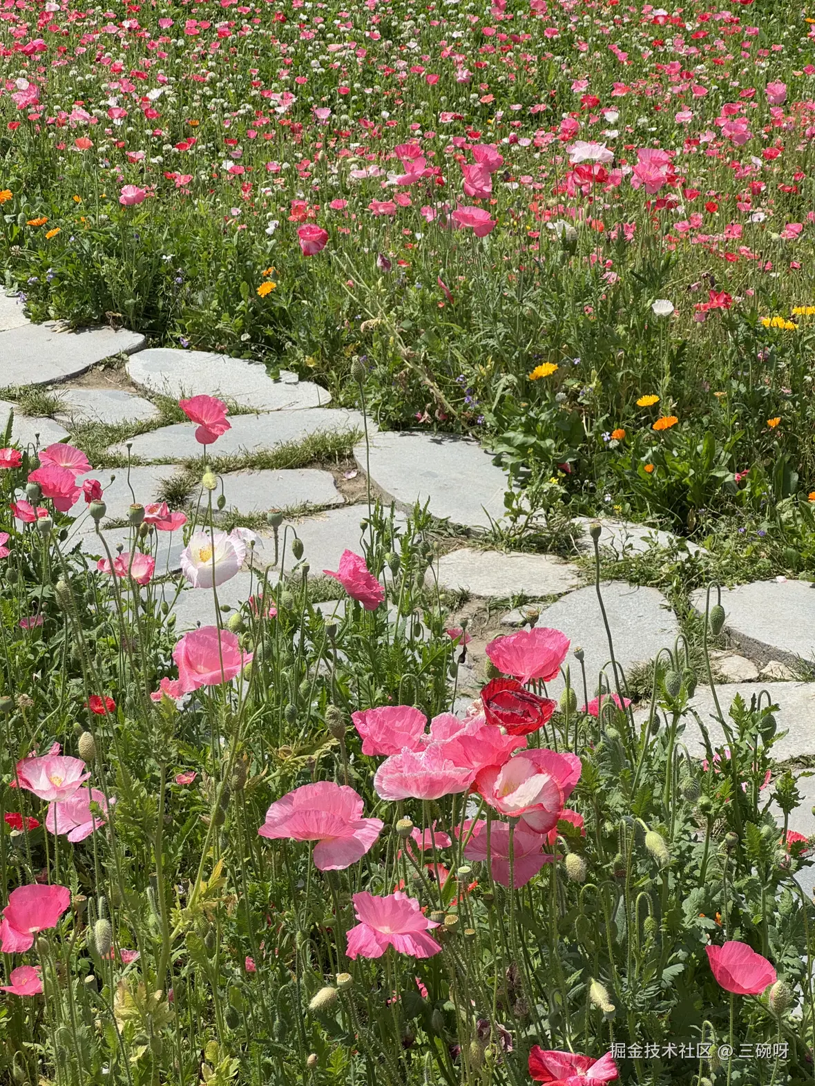 三碗呀于2025-05-08 15:17发布的图片