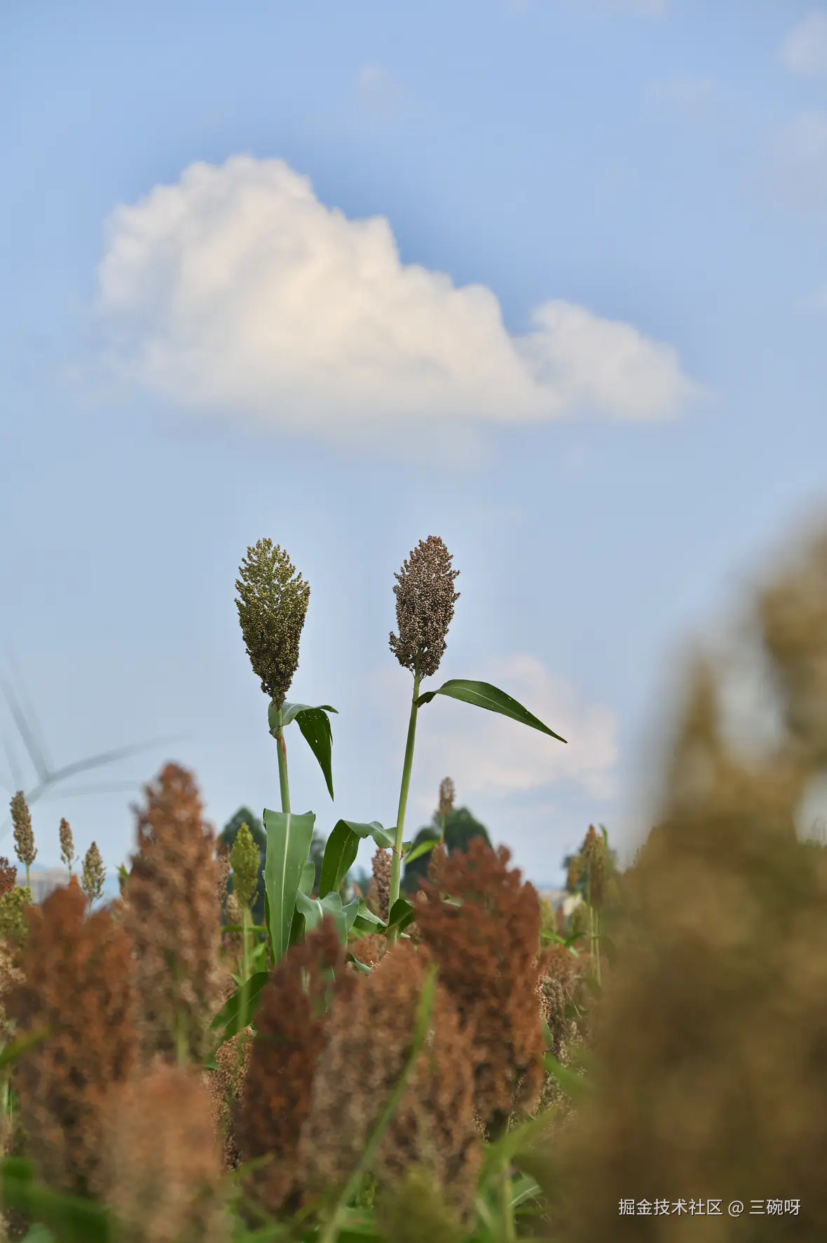 三碗呀于2025-09-15 11:29发布的图片