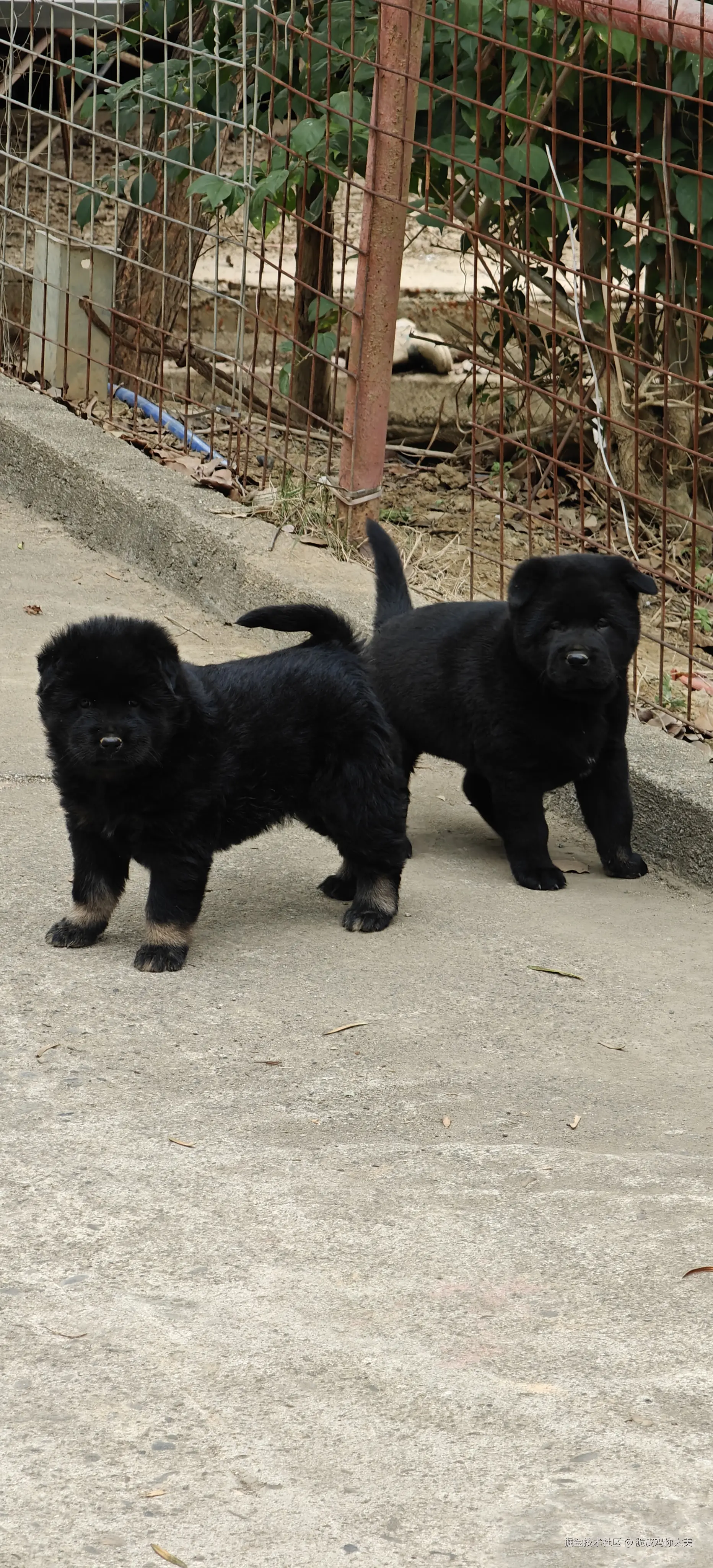 脆皮鸡你太美于2024-12-17 09:37发布的图片