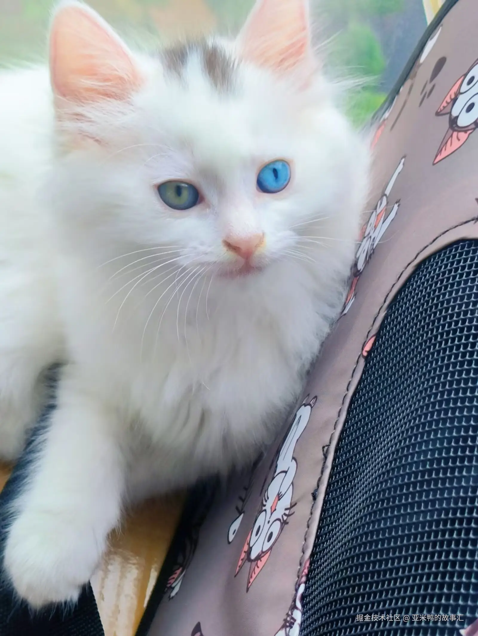 亚米鸭的故事汇于2025-06-19 03:05发布的图片