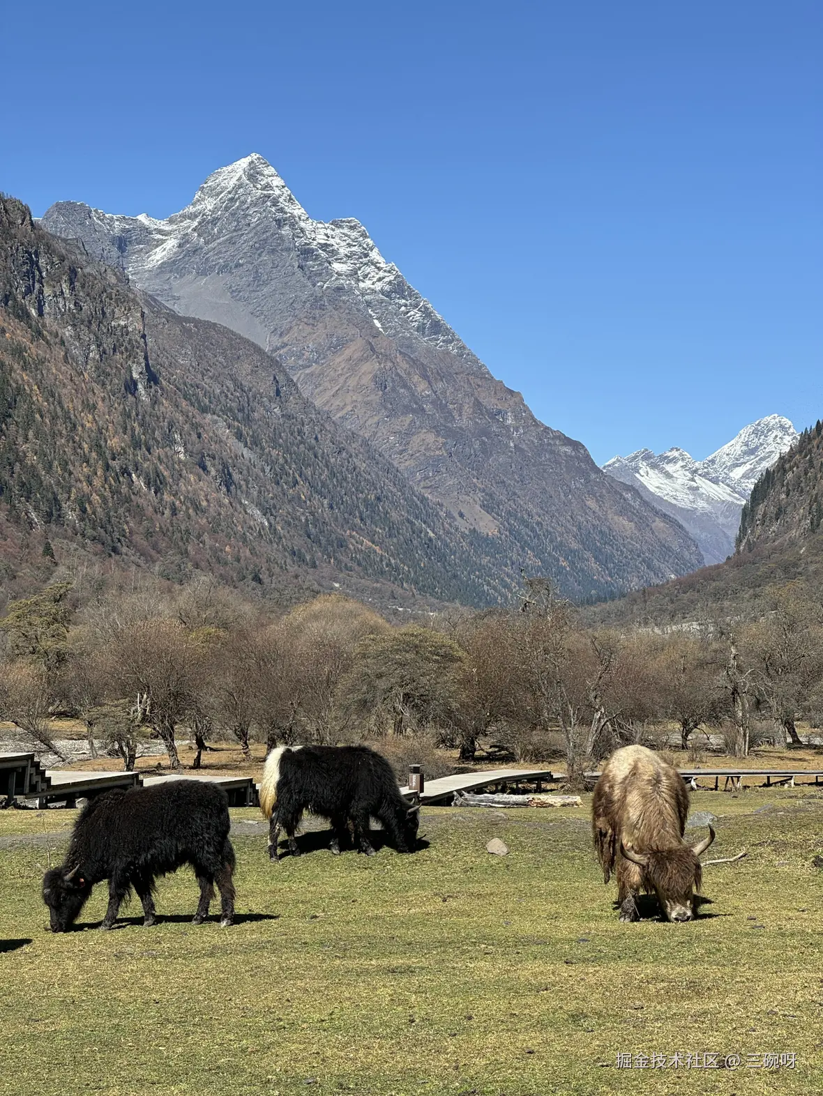 三碗呀于2024-11-13 09:18发布的图片