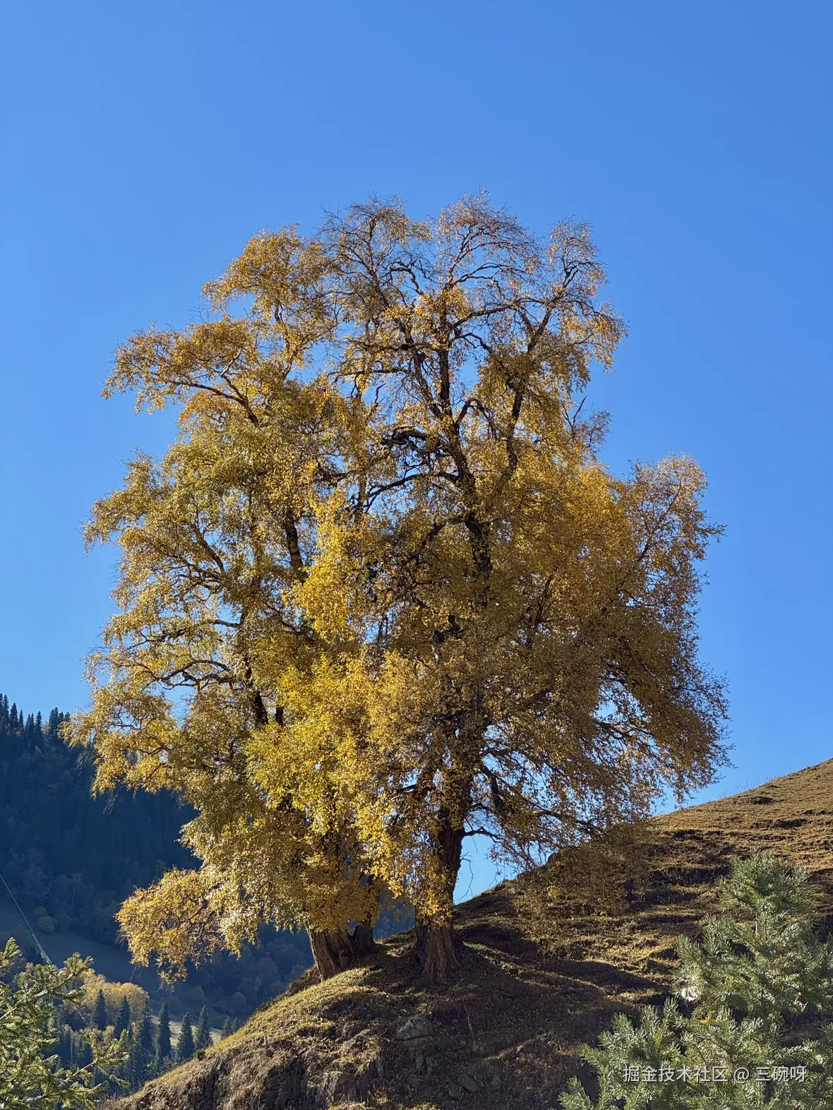 三碗呀于2025-10-27 10:45发布的图片