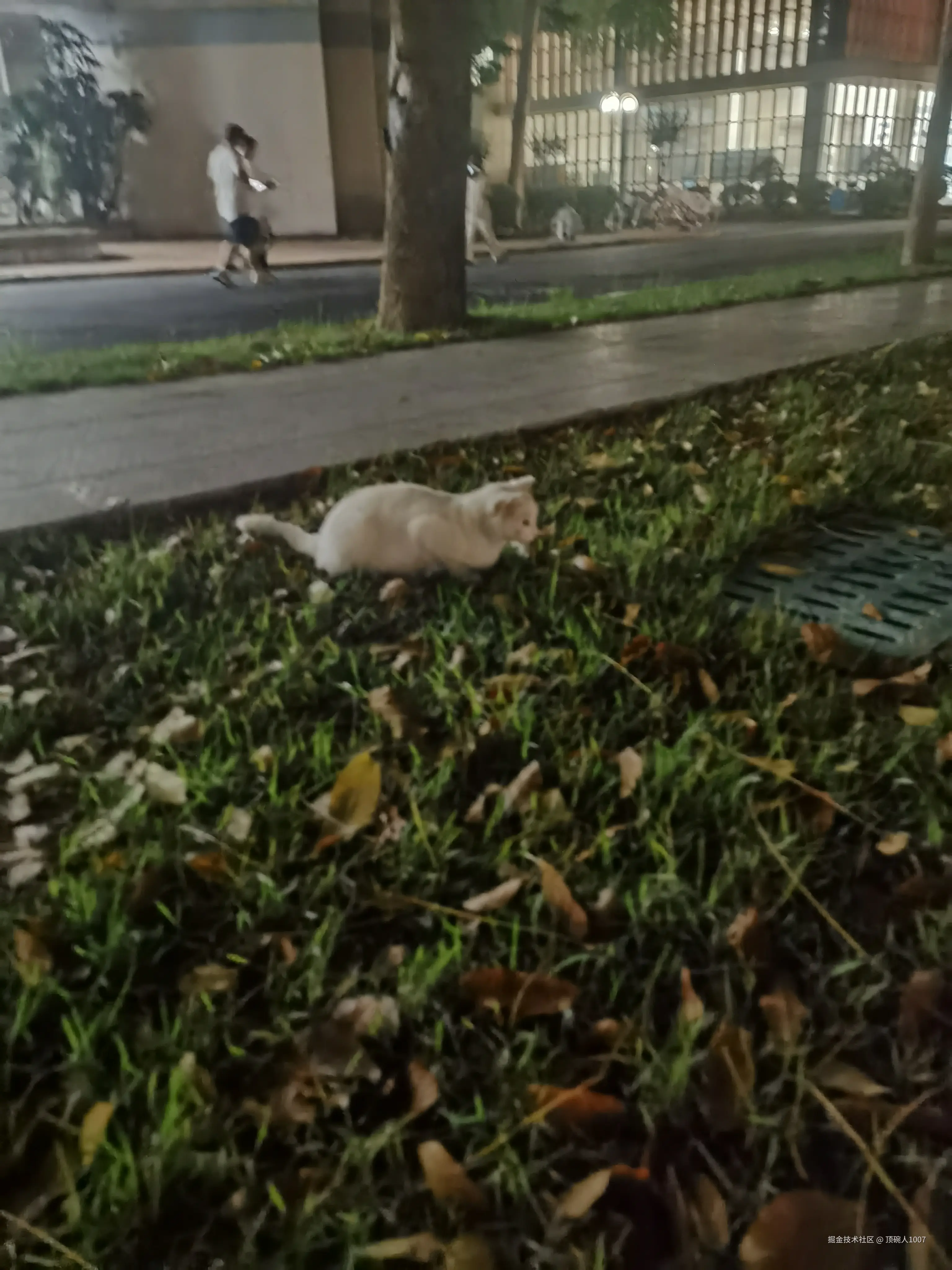 顶碗人1007于2025-05-13 14:55发布的图片