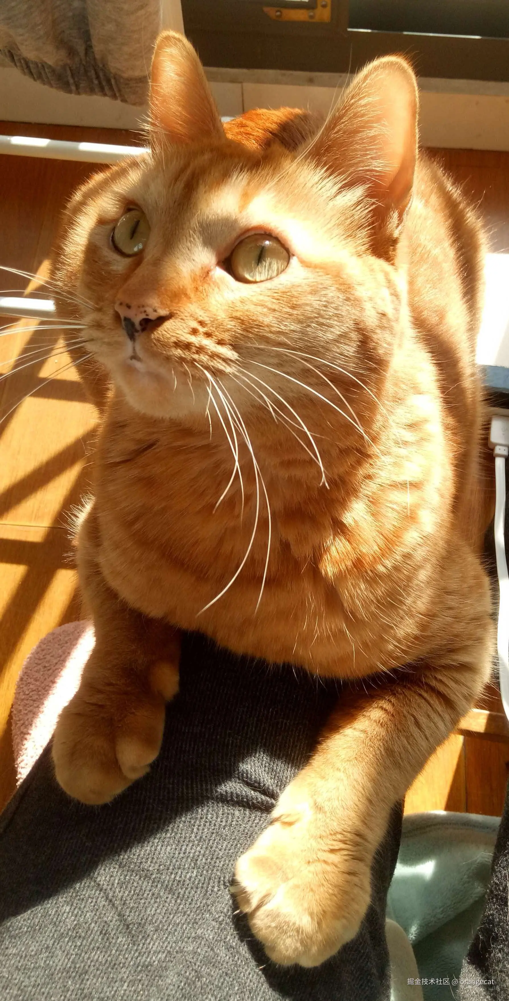 orangecat于2026-08-17 07:52发布的图片