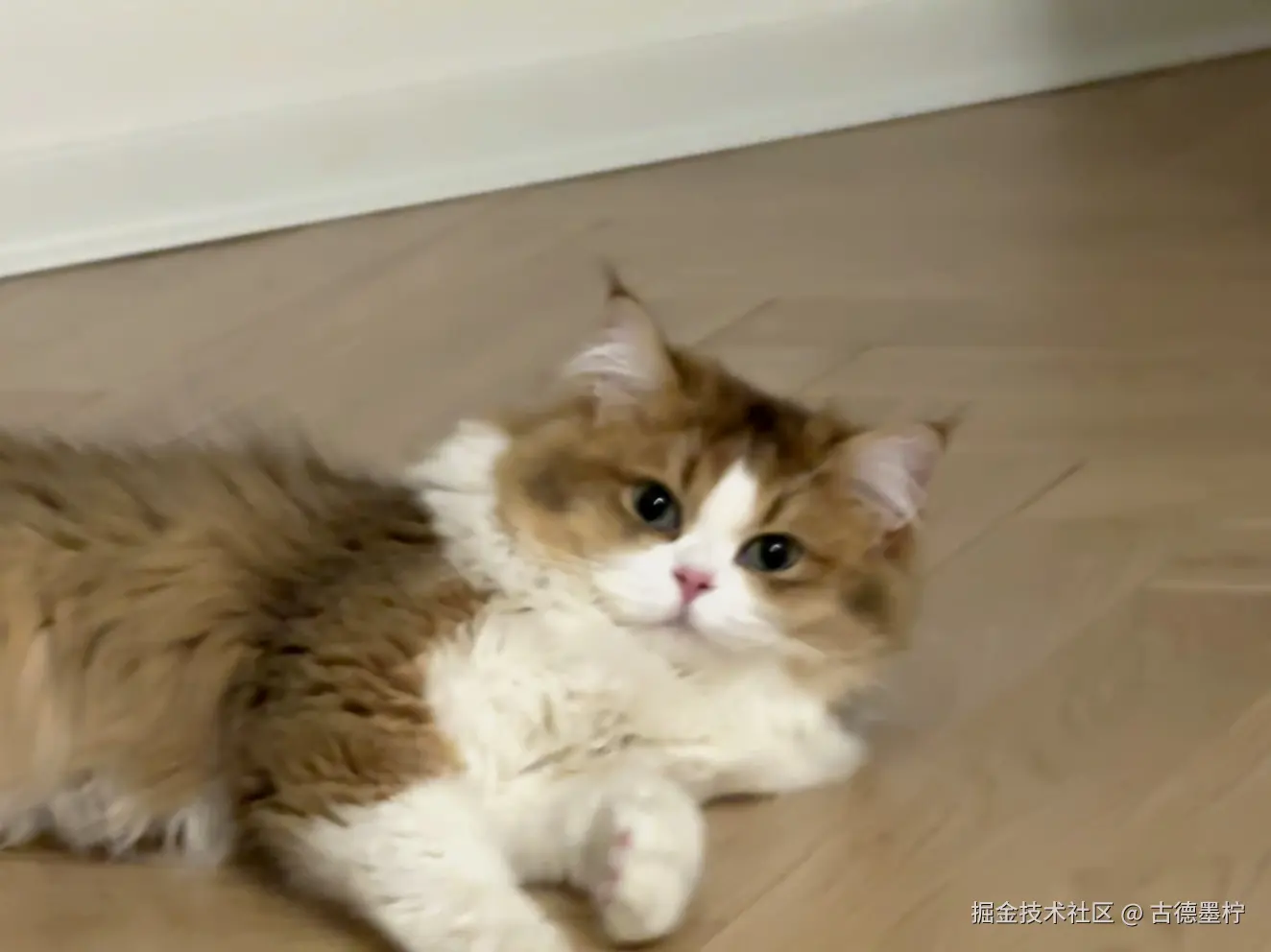 古德墨柠于2025-06-07 14:29发布的图片