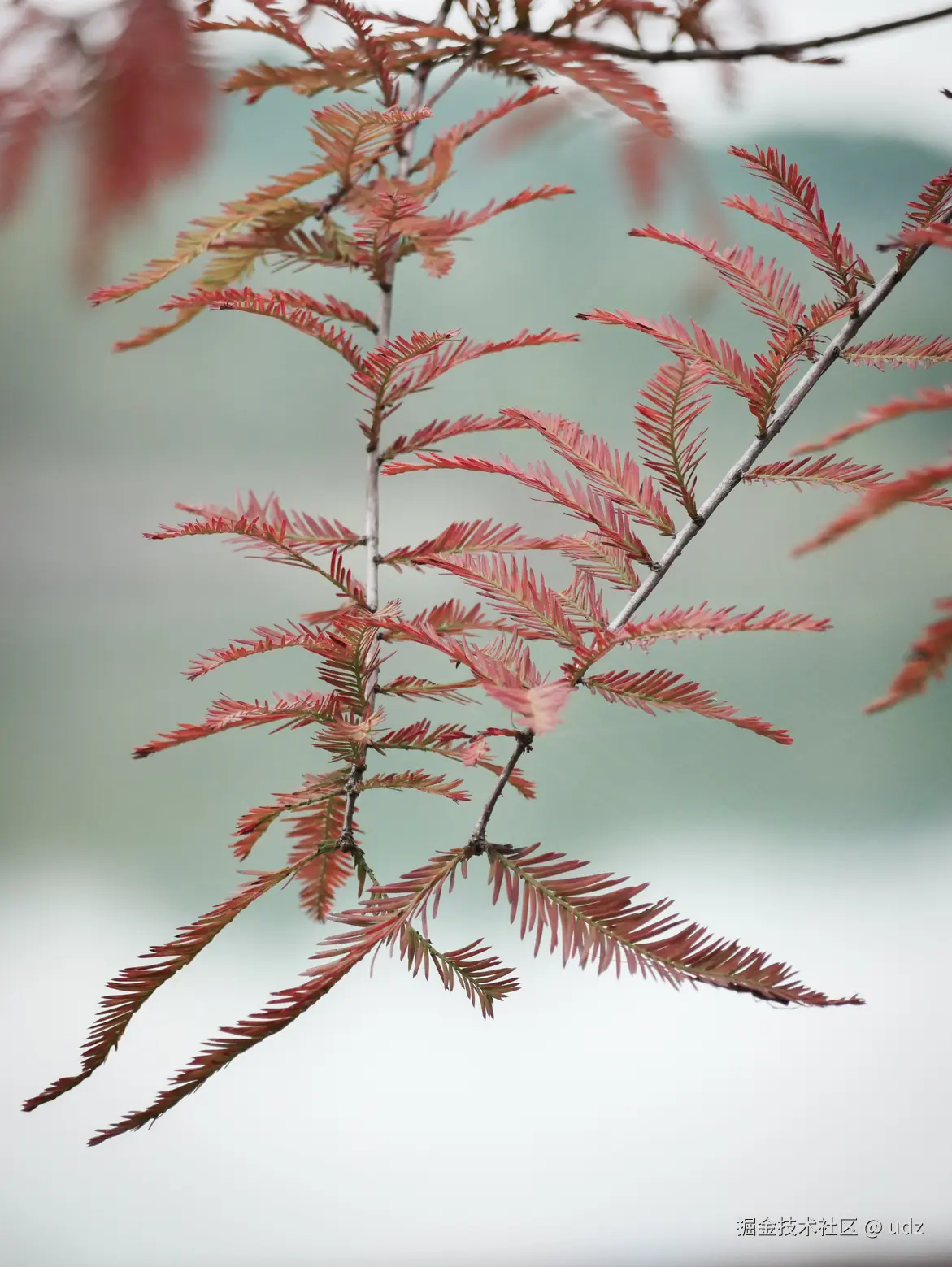 udz于2024-12-20 09:14发布的图片