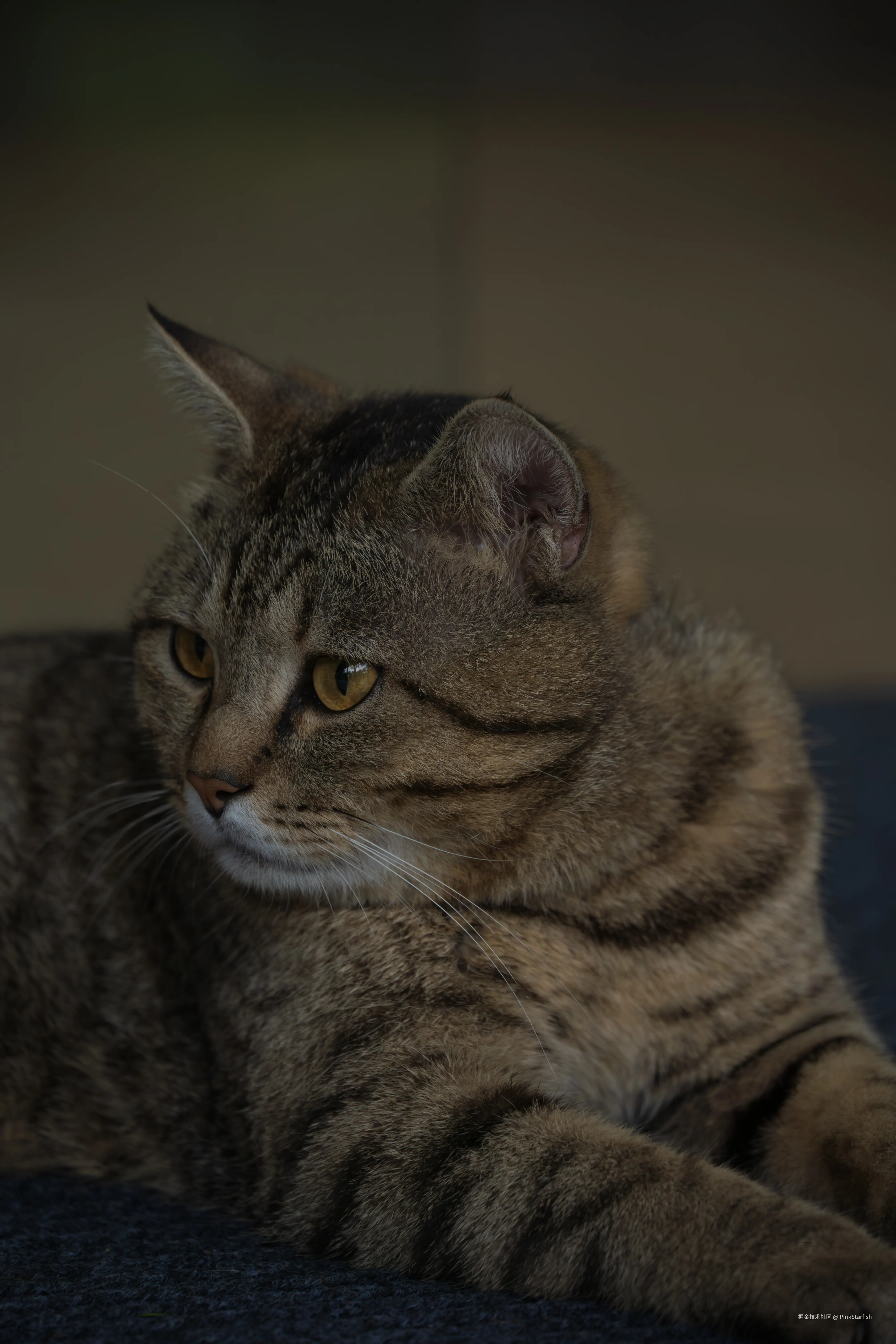 PinkStarfish于2025-07-09 14:25发布的图片