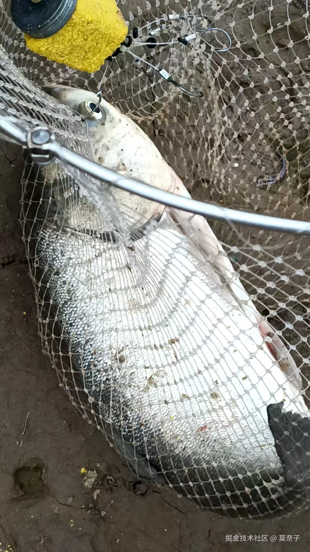 莫奈子于2025-04-08 21:11发布的图片