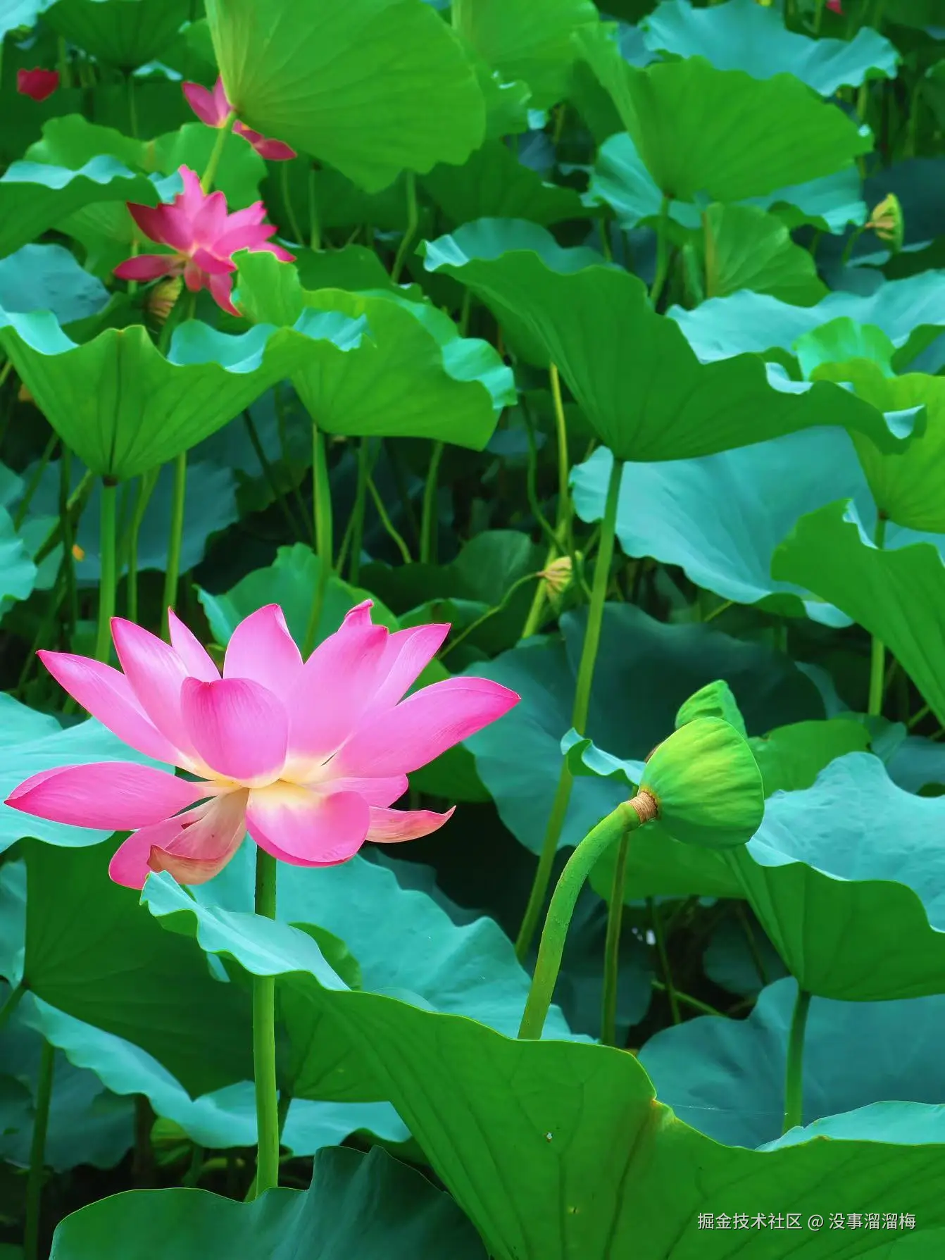 没事溜溜梅于2025-08-06 15:43发布的图片