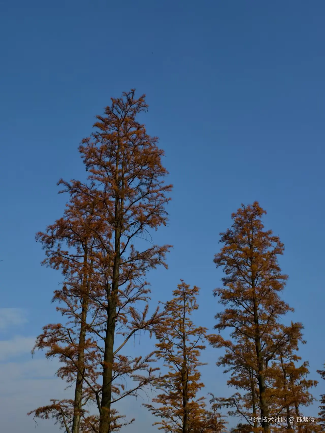 钰紫薇于2025-11-24 09:27发布的图片