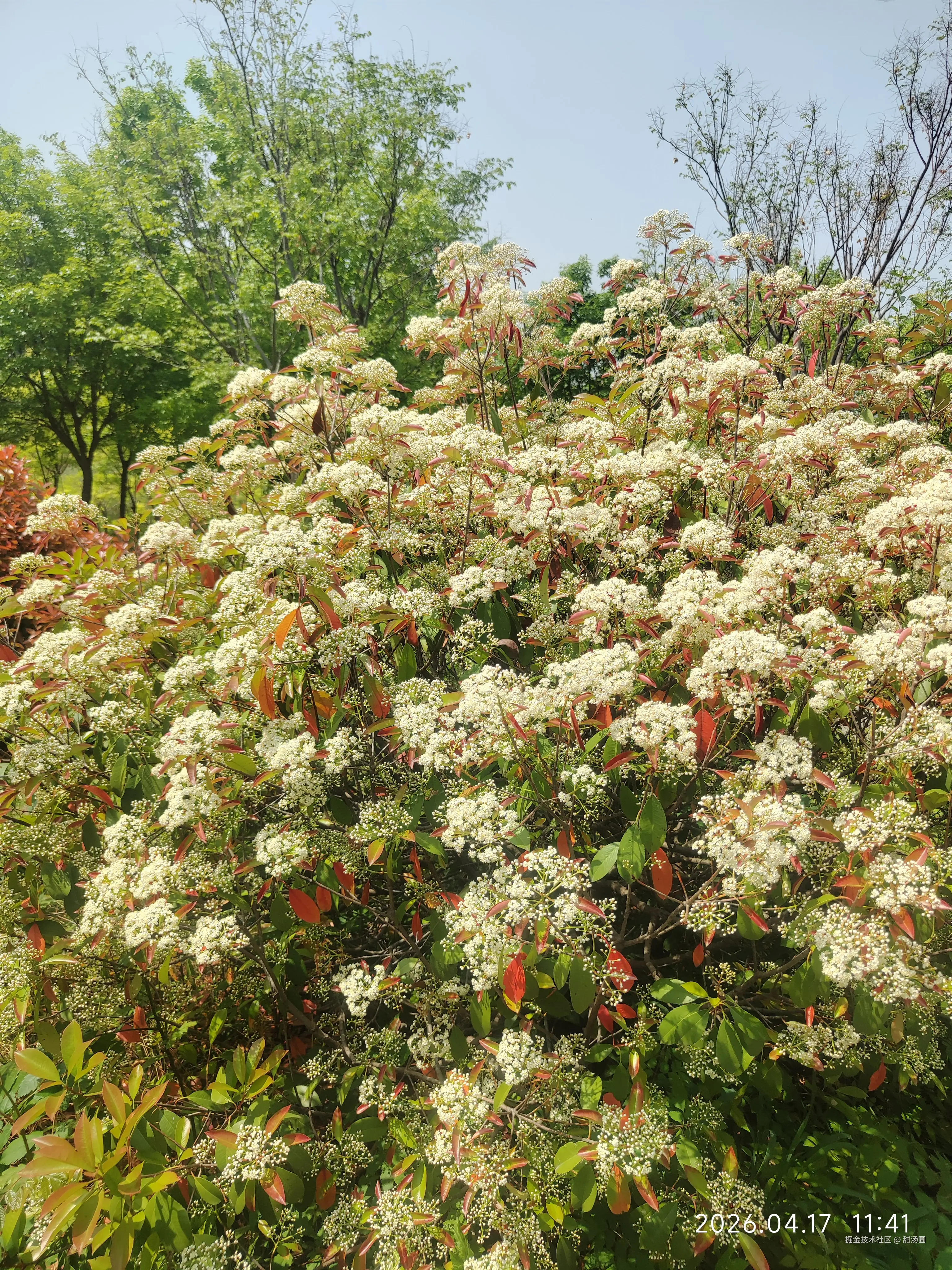 甜汤圆于2026-04-17 11:41发布的图片