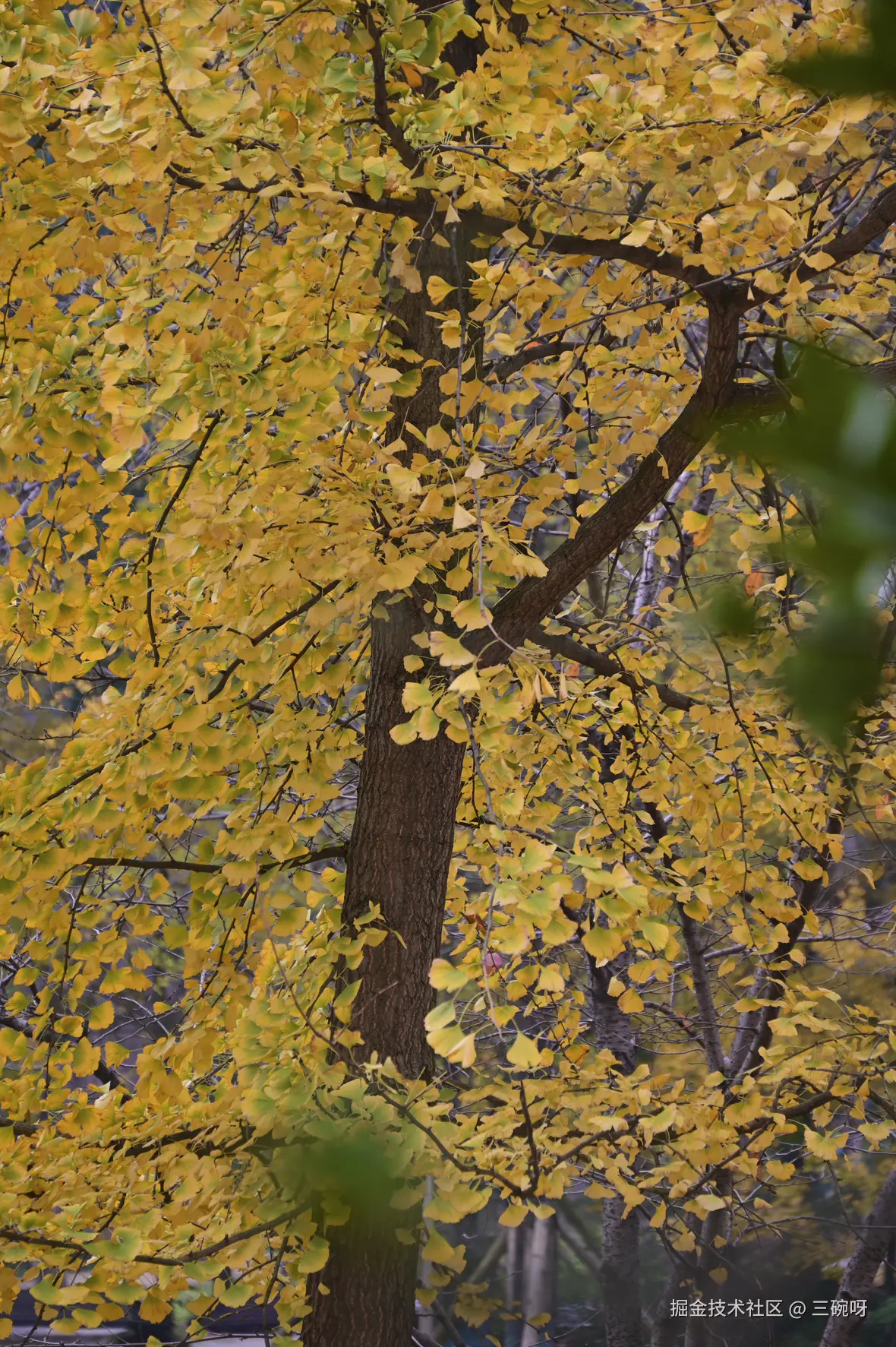 三碗呀于2025-12-01 09:17发布的图片