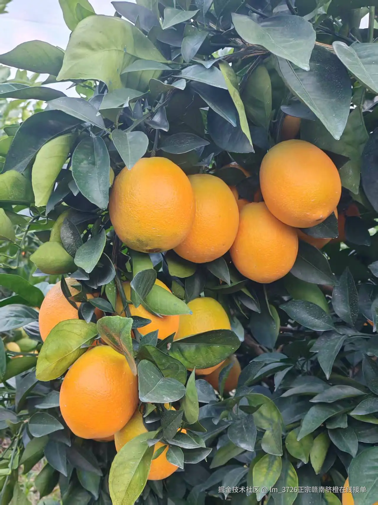 lm_3726正宗赣南脐橙在线接单于2025-11-24 10:46发布的图片