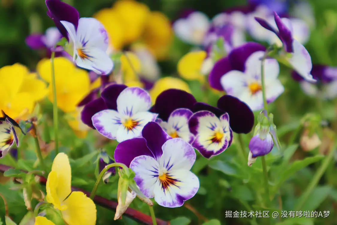 没有哆啦的A梦于2025-03-27 13:46发布的图片