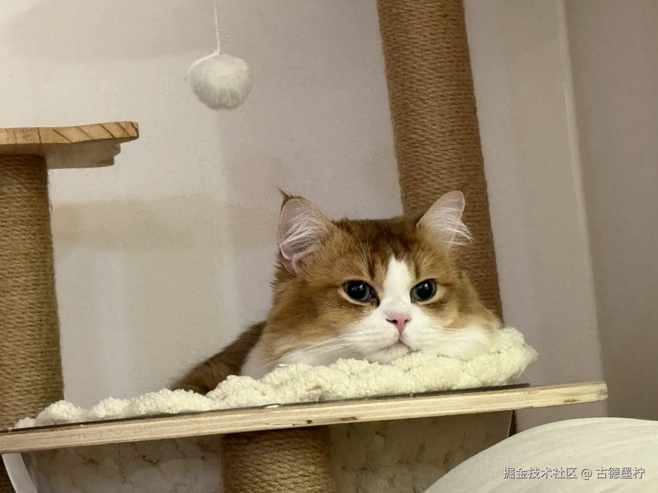 古德墨柠于2026-02-09 17:58发布的图片