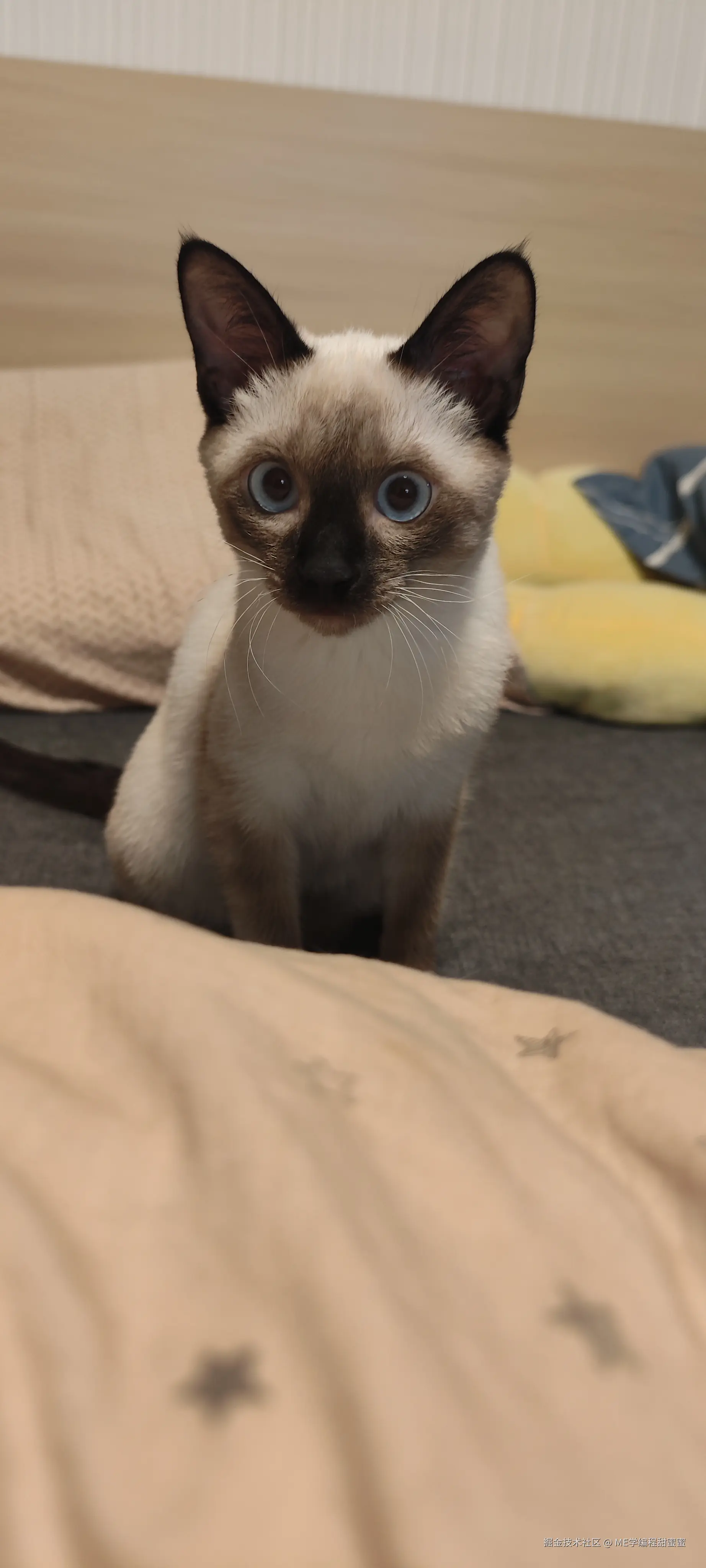 ME学编程甜蜜蜜于2024-07-18 08:20发布的图片