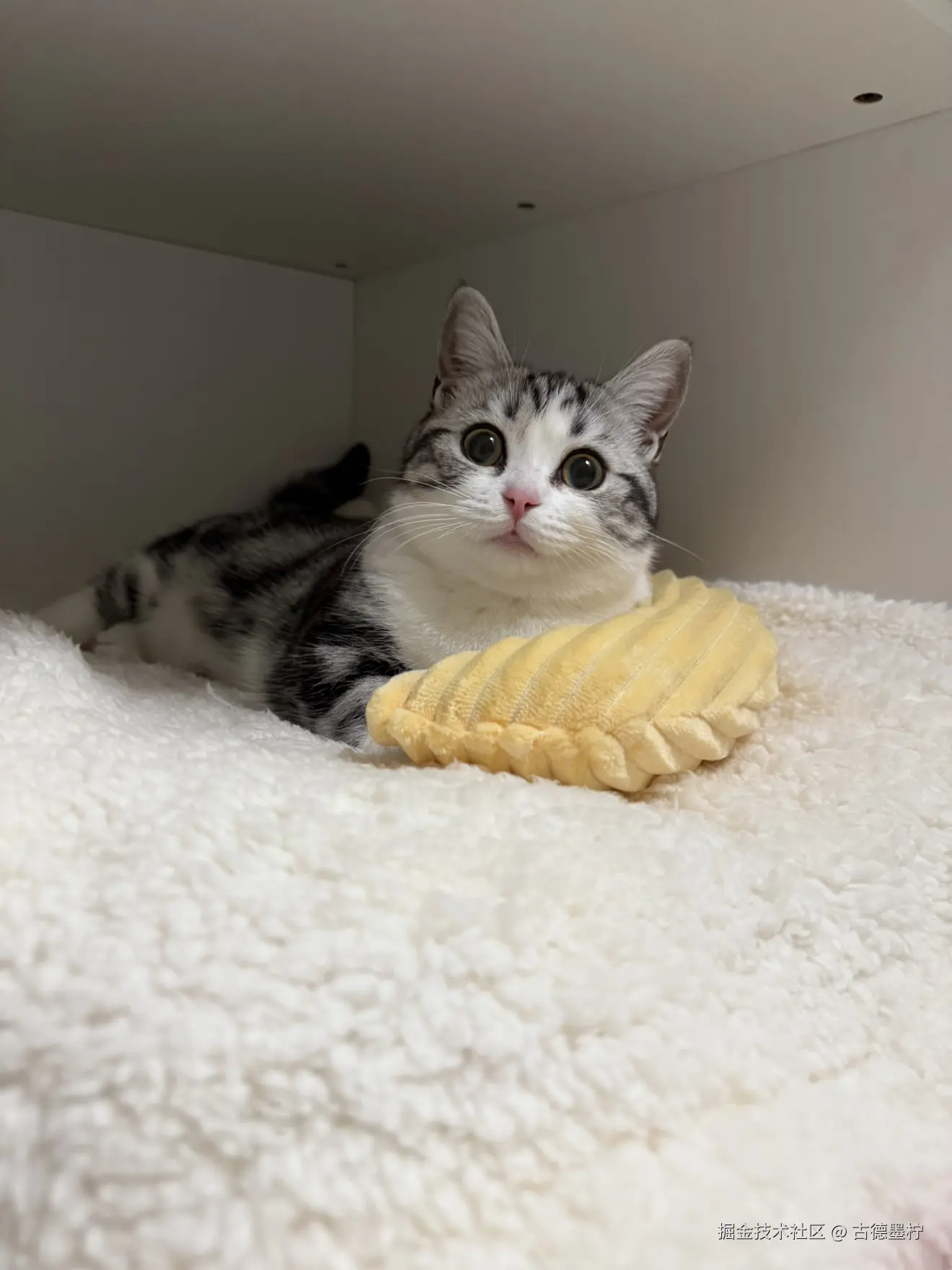 古德墨柠于2026-01-26 16:09发布的图片