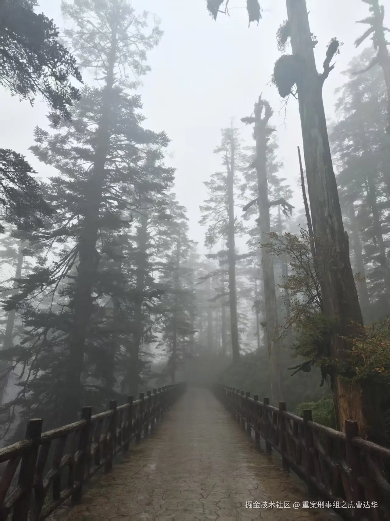 重案刑事组之虎曹达华于2025-12-09 02:01发布的图片