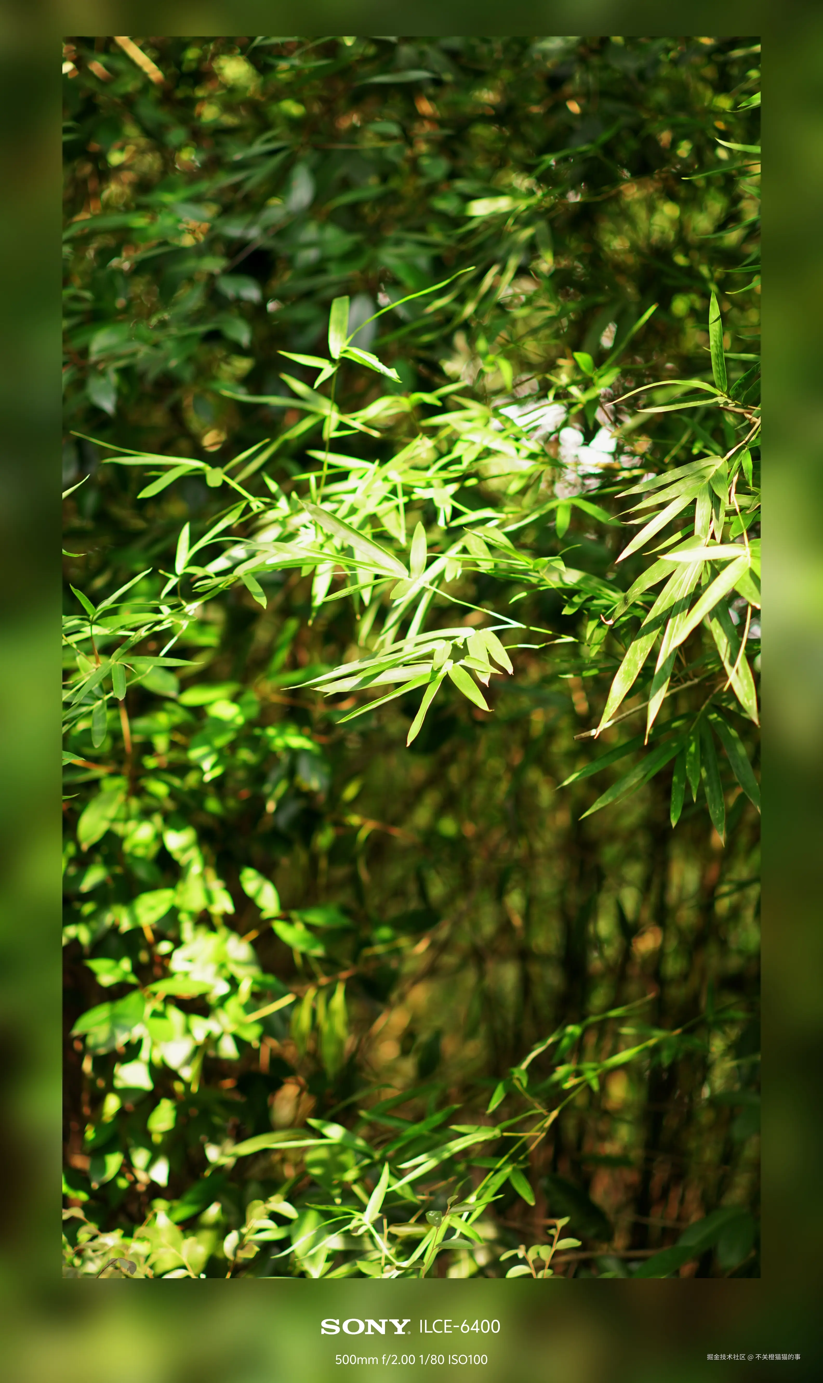 不关橙猫猫的事于2024-08-06 16:58发布的图片