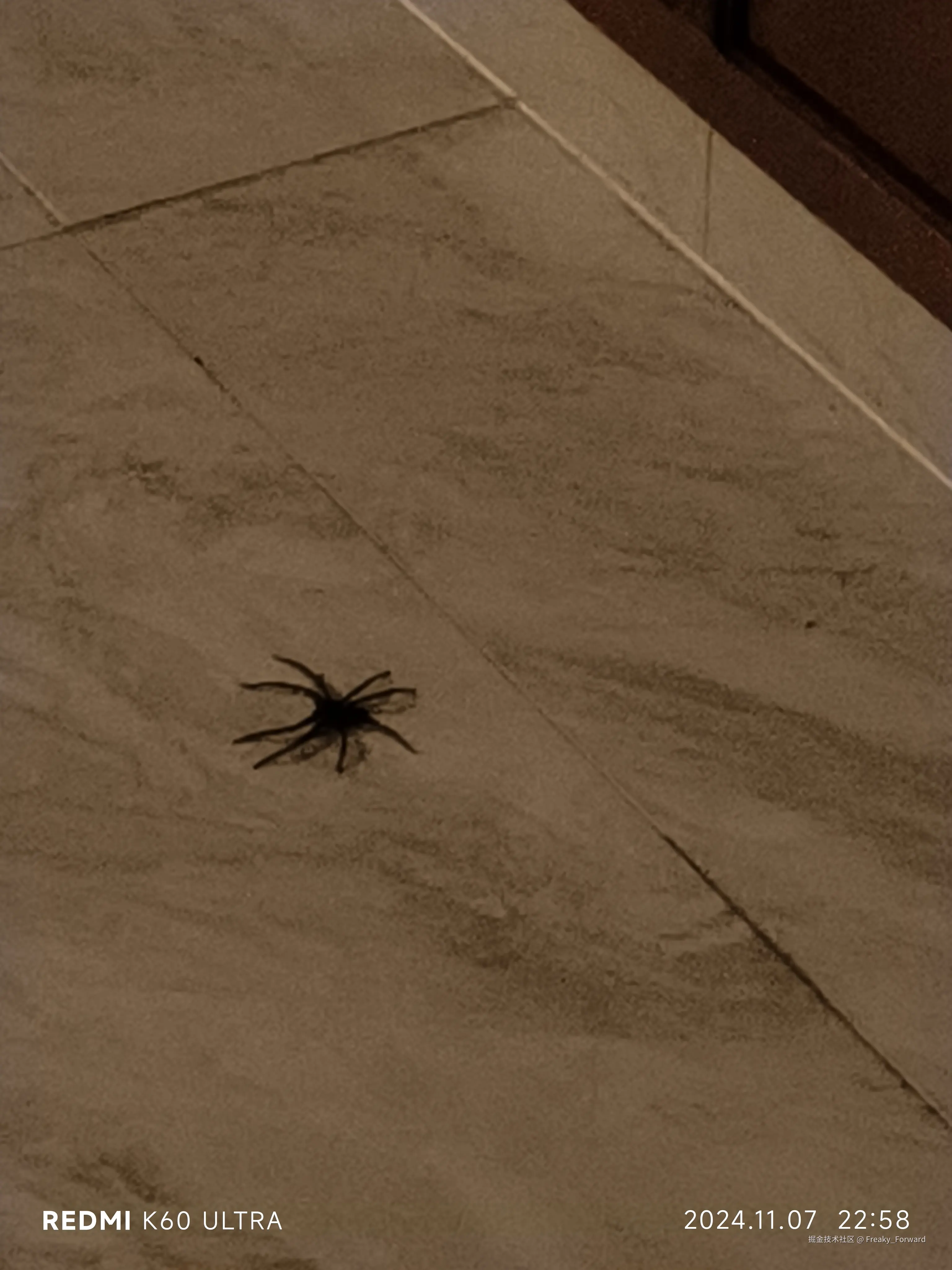 Freaky_Forward于2024-11-07 23:00发布的图片