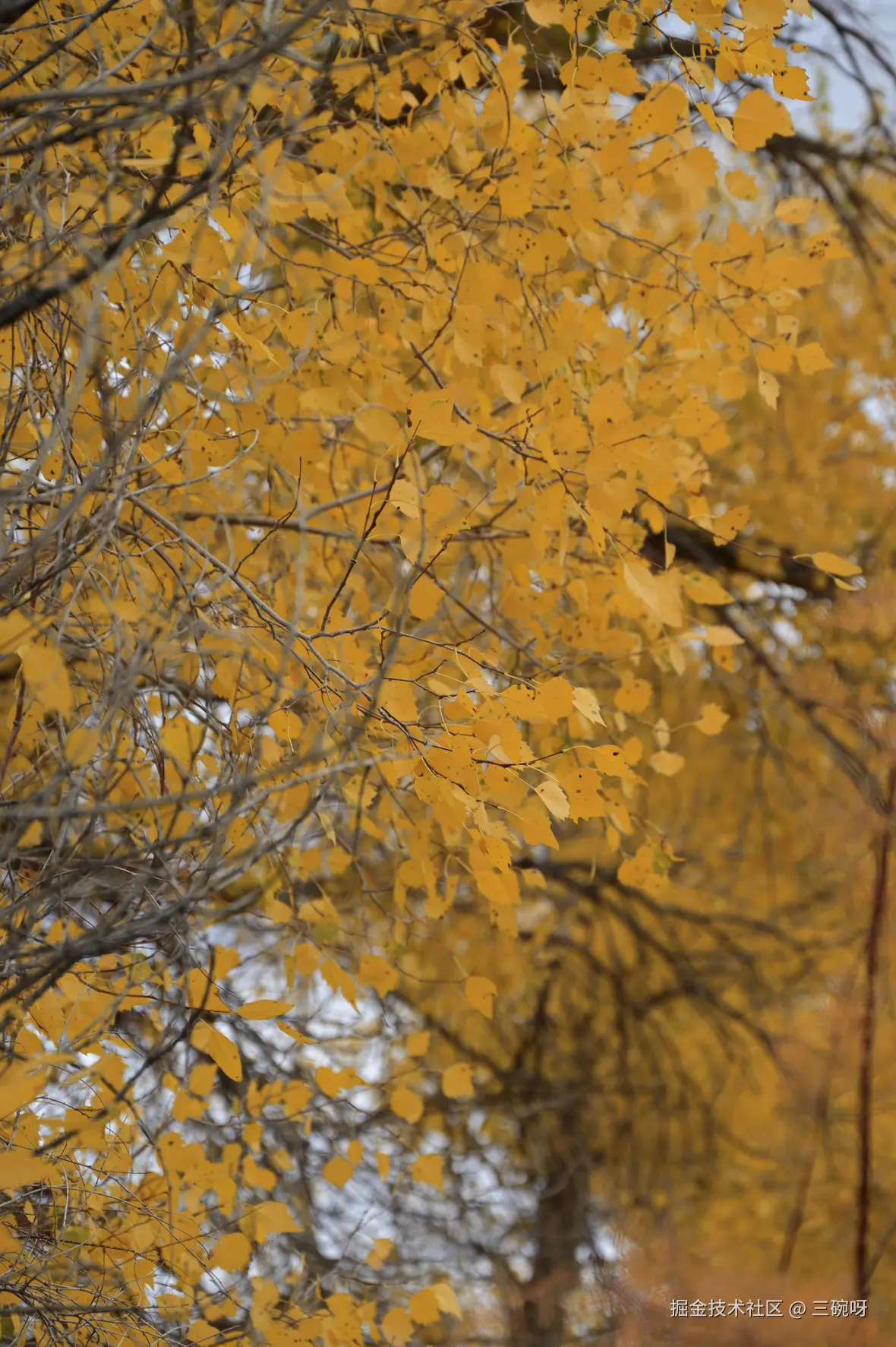 三碗呀于2025-10-27 10:45发布的图片