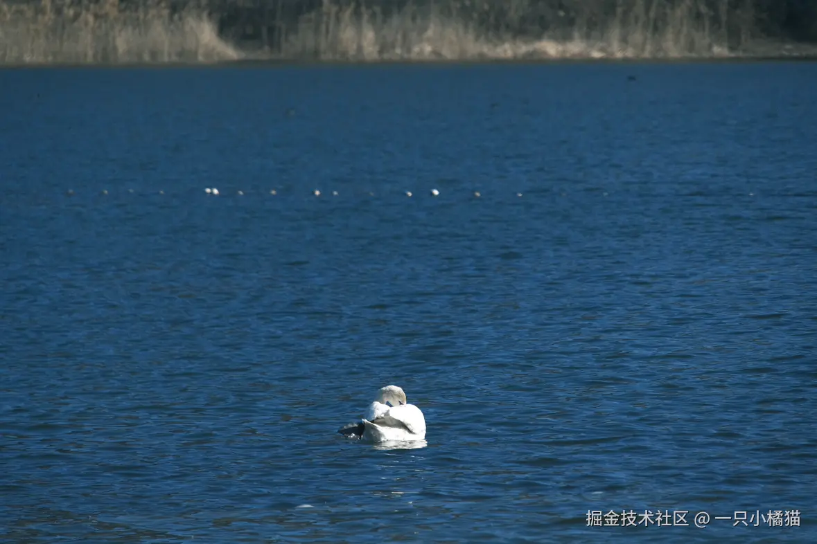 一只小橘猫于2026-01-15 09:24发布的图片