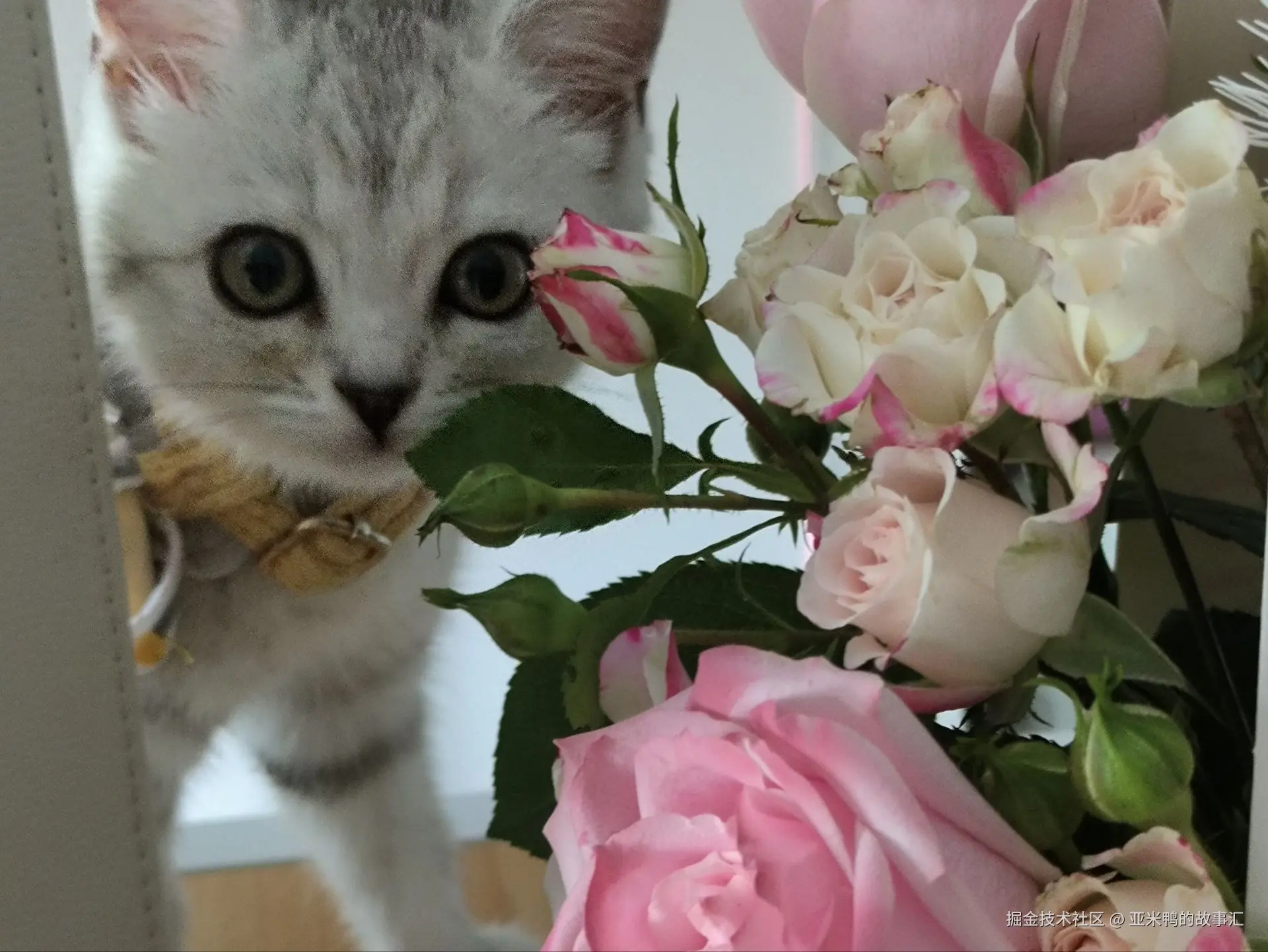 亚米鸭的故事汇于2025-05-28 13:33发布的图片