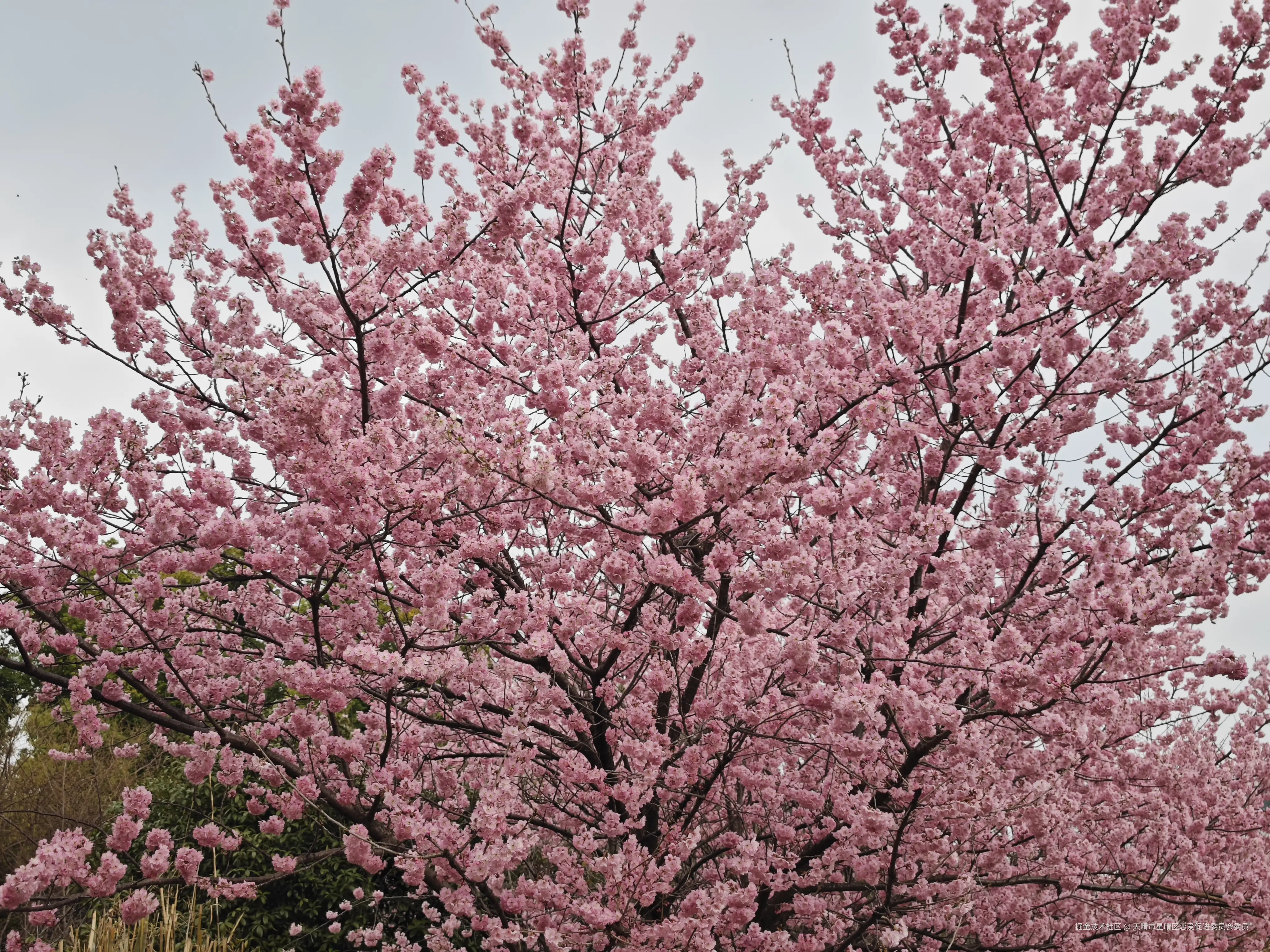 天晴市星晴区恋爱促进委员会委员于2025-03-03 10:35发布的图片