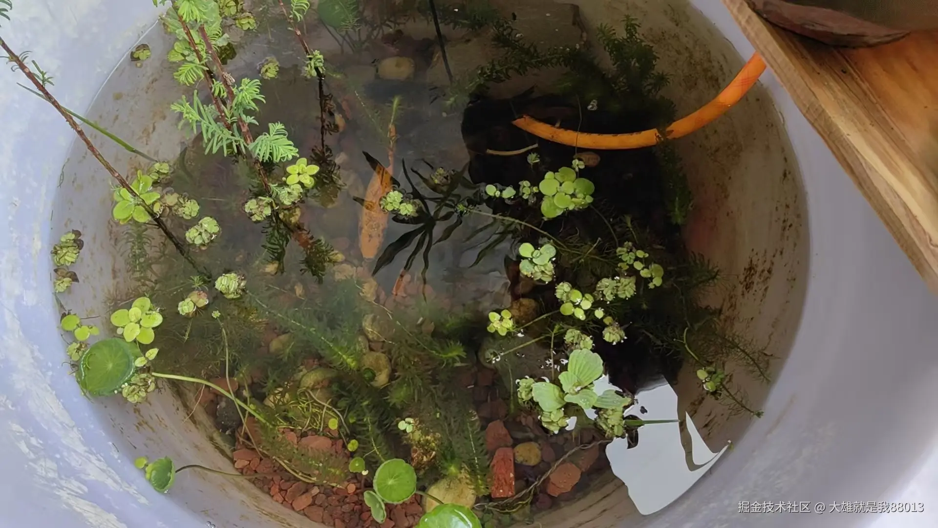 大雄就是我88013于2026-04-01 10:07发布的图片