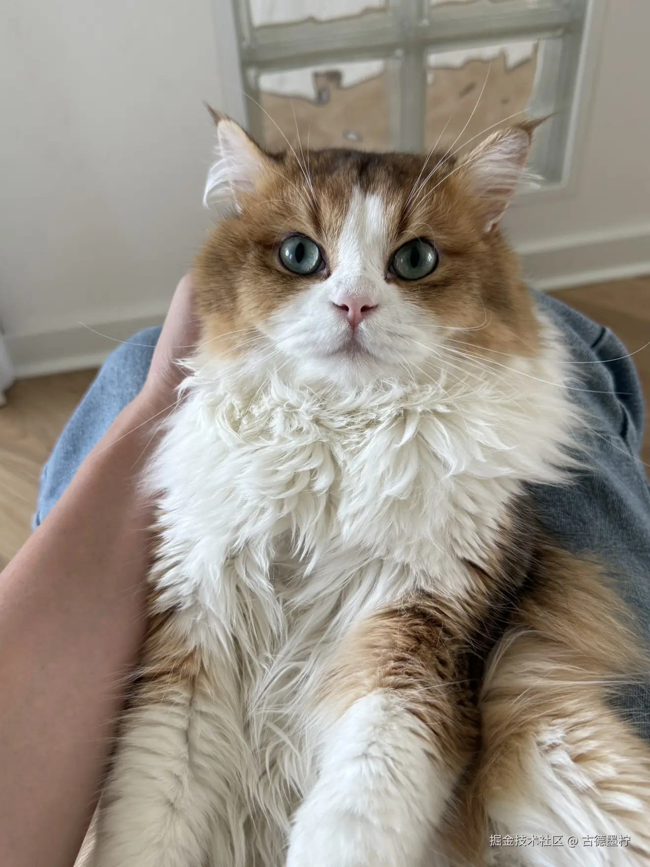 古德墨柠于2025-06-16 11:08发布的图片