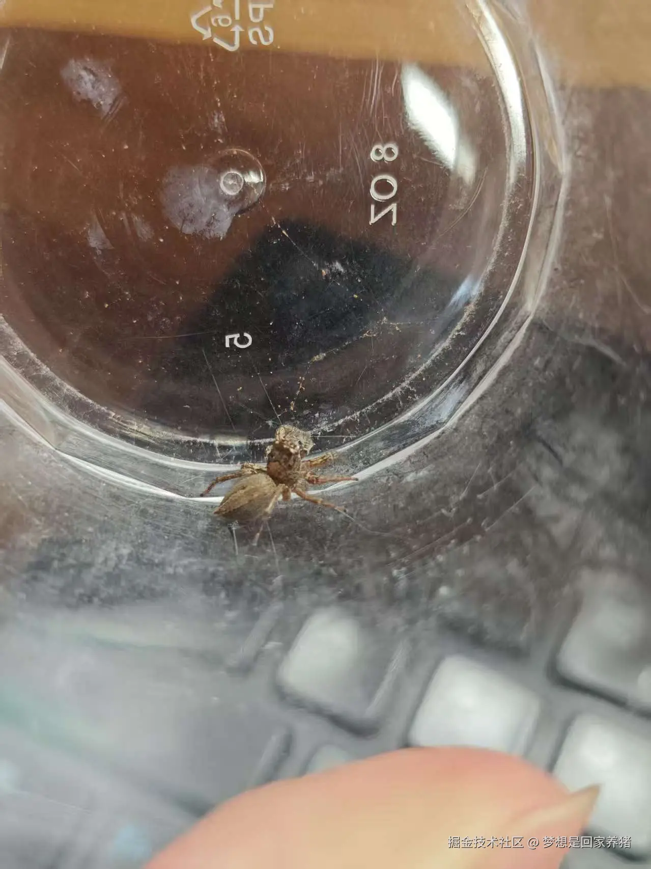 梦想是回家养猪于2025-08-18 16:15发布的图片