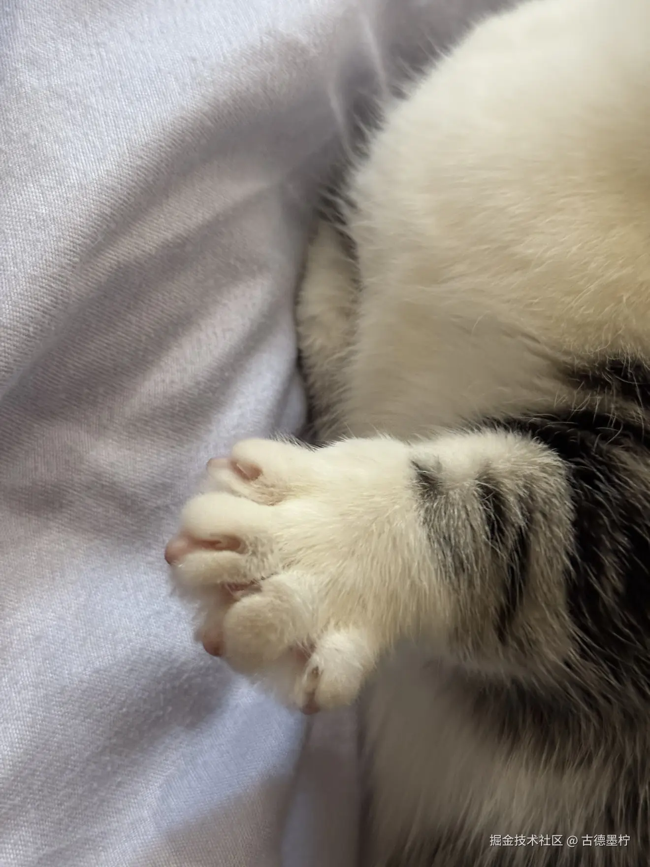 古德墨柠于2026-02-09 17:58发布的图片