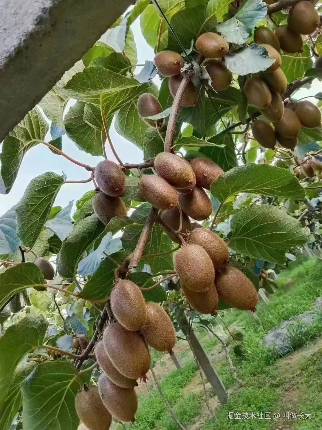 叫做长大于2025-09-16 14:47发布的图片