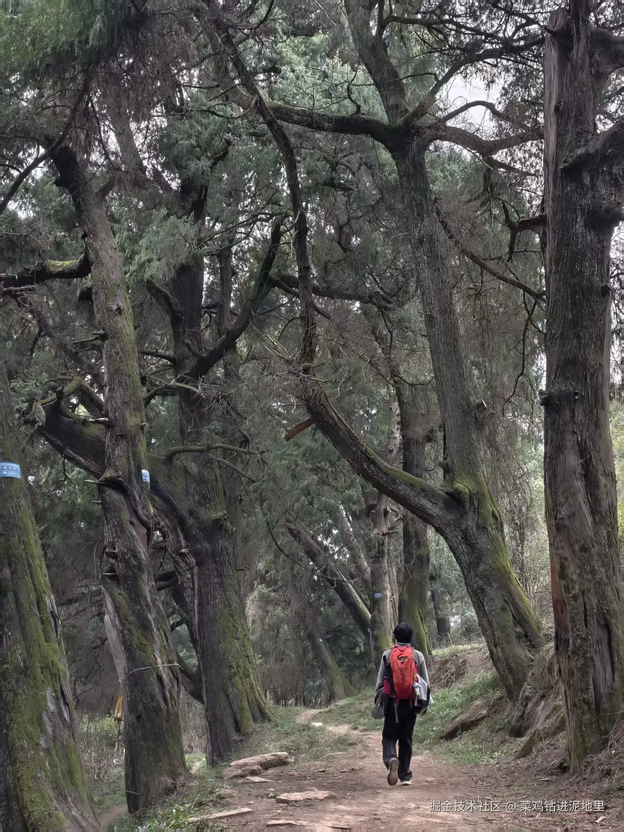 菜鸡钻进泥地里于2026-02-02 01:29发布的图片