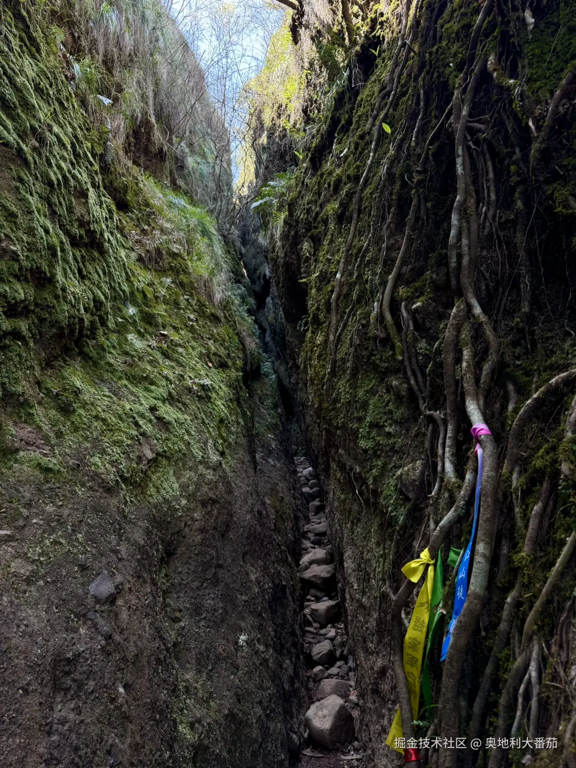 奥地利大番茄于2025-03-24 10:28发布的图片