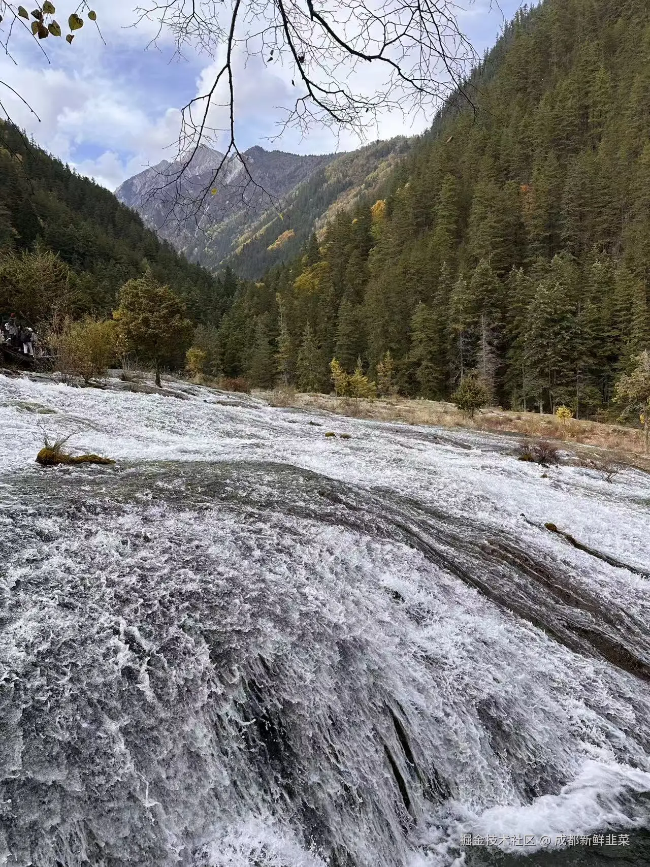 成都新鲜韭菜于2025-11-03 10:42发布的图片