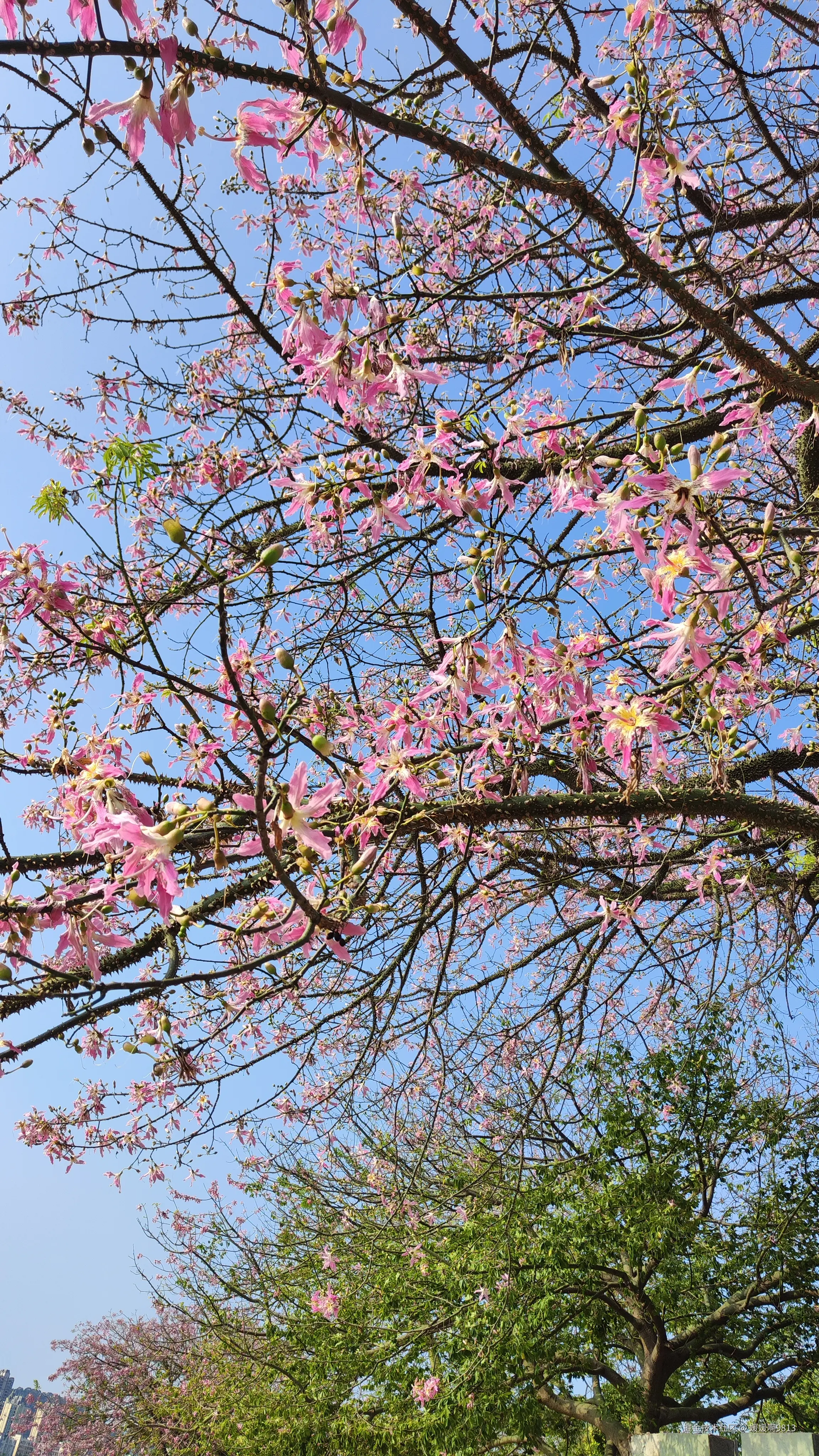 媛媛啊9813于2024-10-21 07:22发布的图片