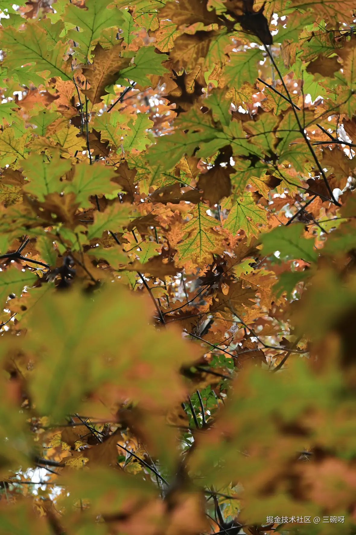 三碗呀于2025-12-01 09:17发布的图片