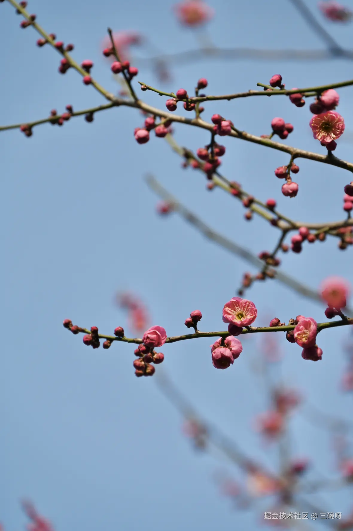 三碗呀于2025-01-20 10:20发布的图片