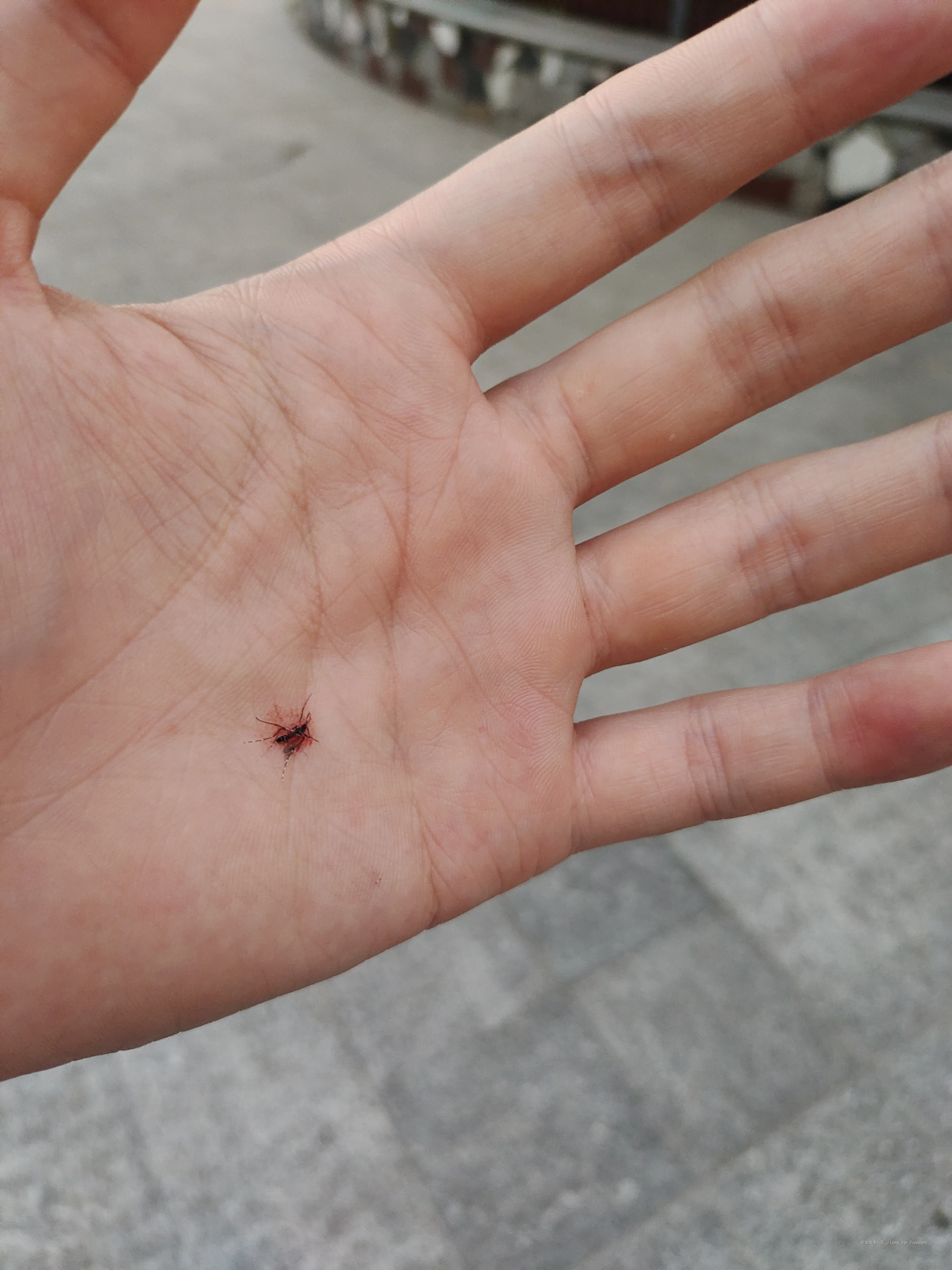 Long_For_Freedom于2025-07-03 11:11发布的图片