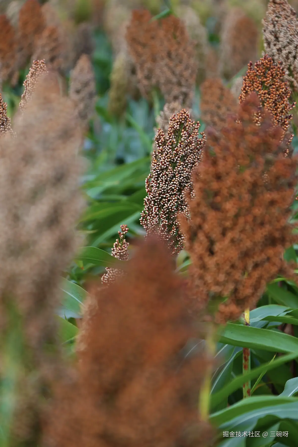 三碗呀于2025-09-15 11:29发布的图片